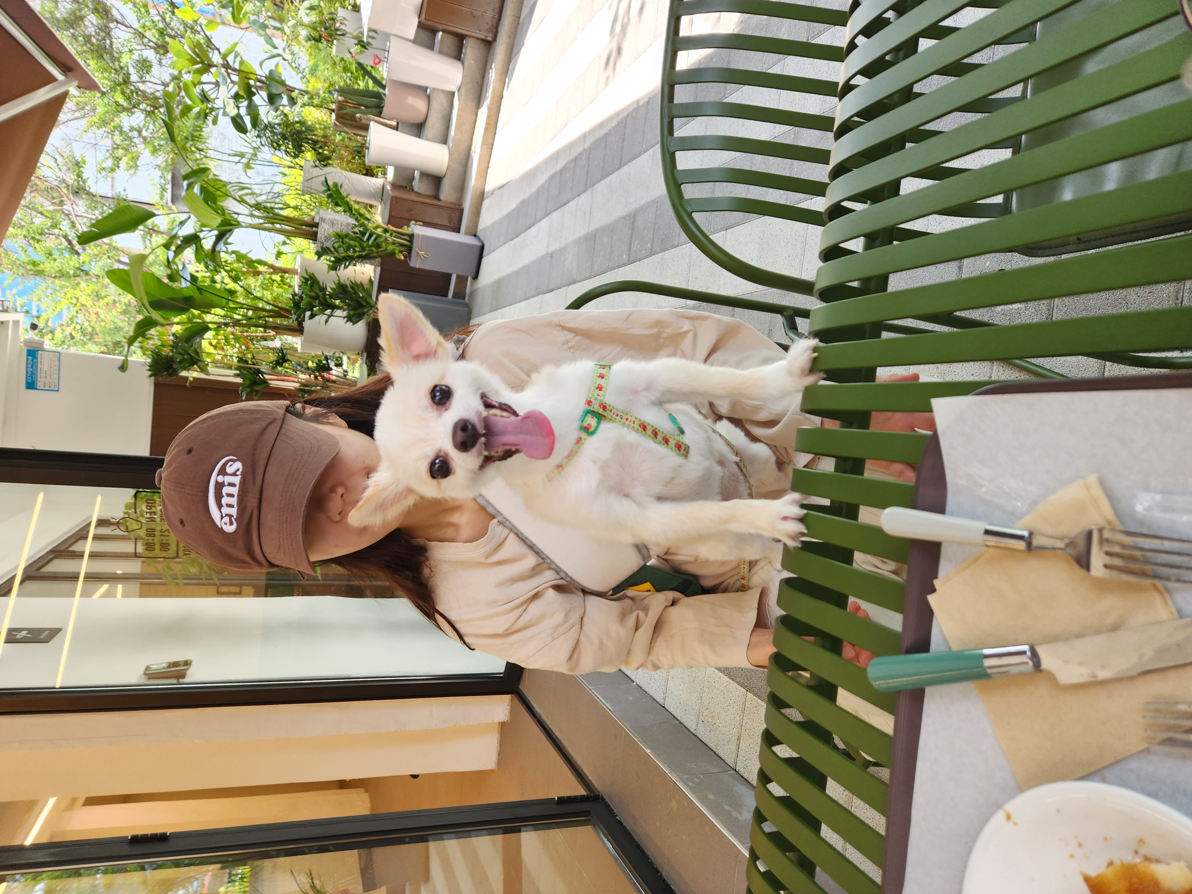 토리(아산구조견 가나)입양  1년  후기