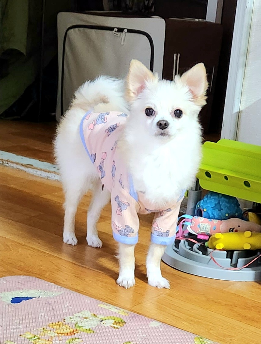 토리(아산구조견 가나)입양  1년  후기