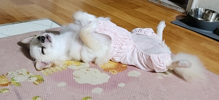 토리(아산구조견 가나)입양  1년  후기