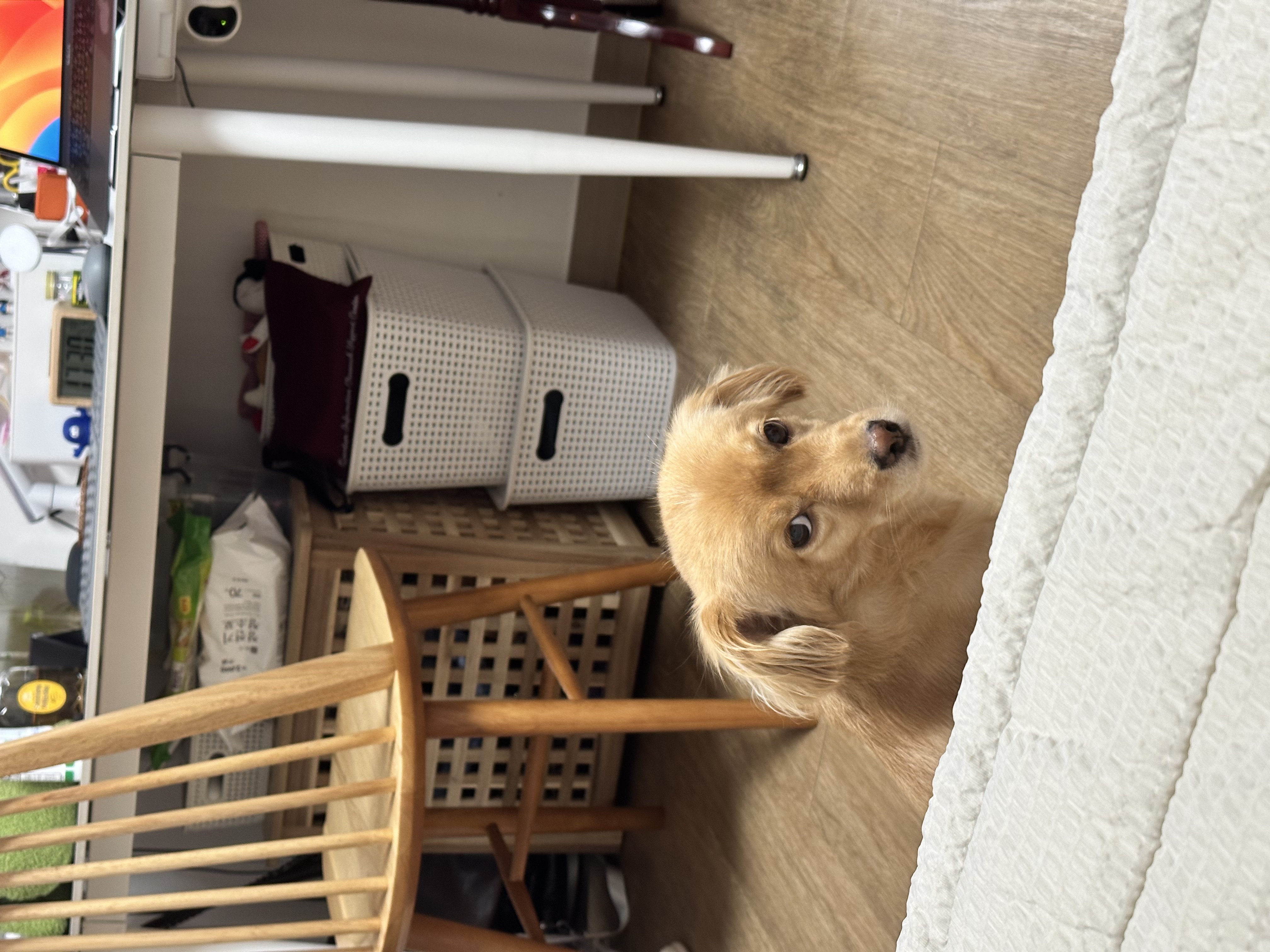 입양3개월차 아코에게 멍친구가 생겼어요