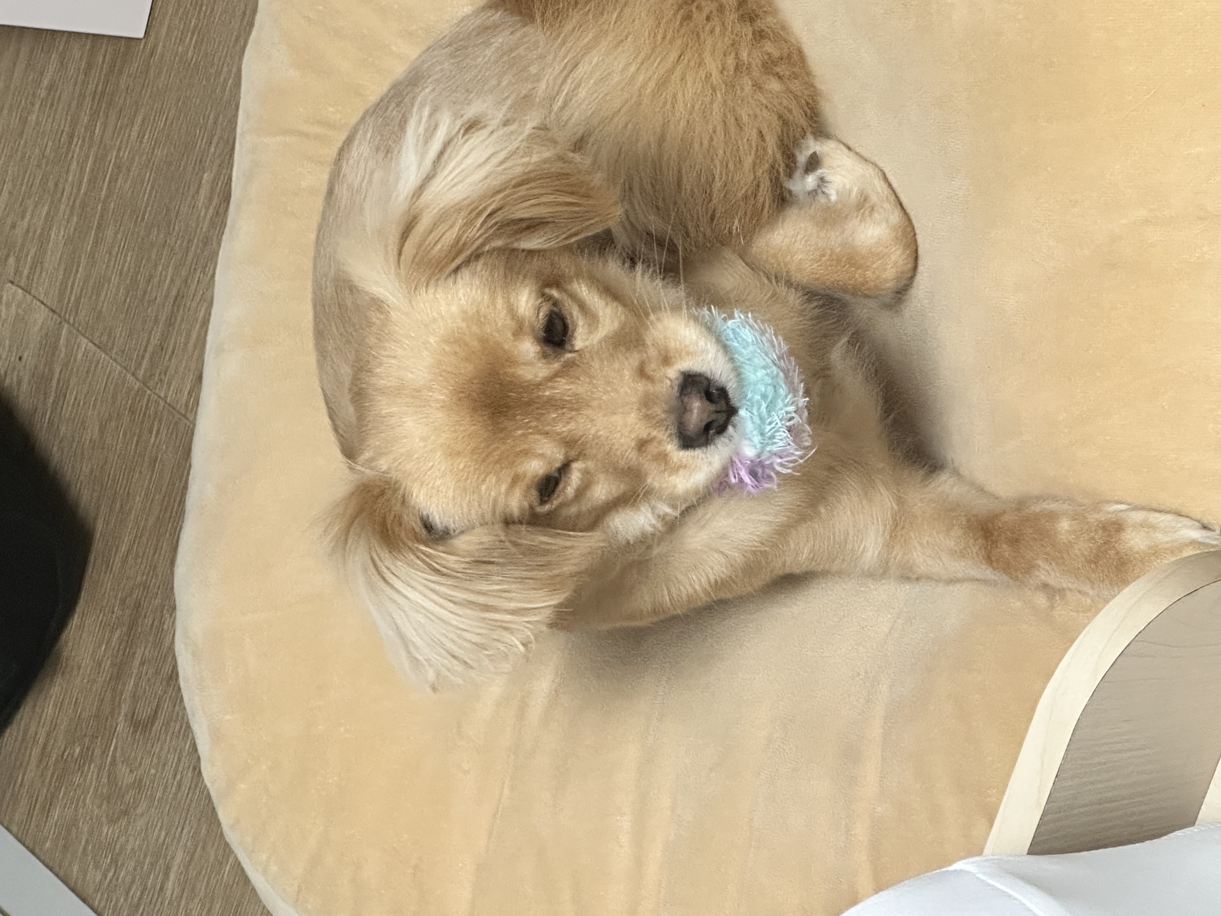 입양3개월차 아코에게 멍친구가 생겼어요