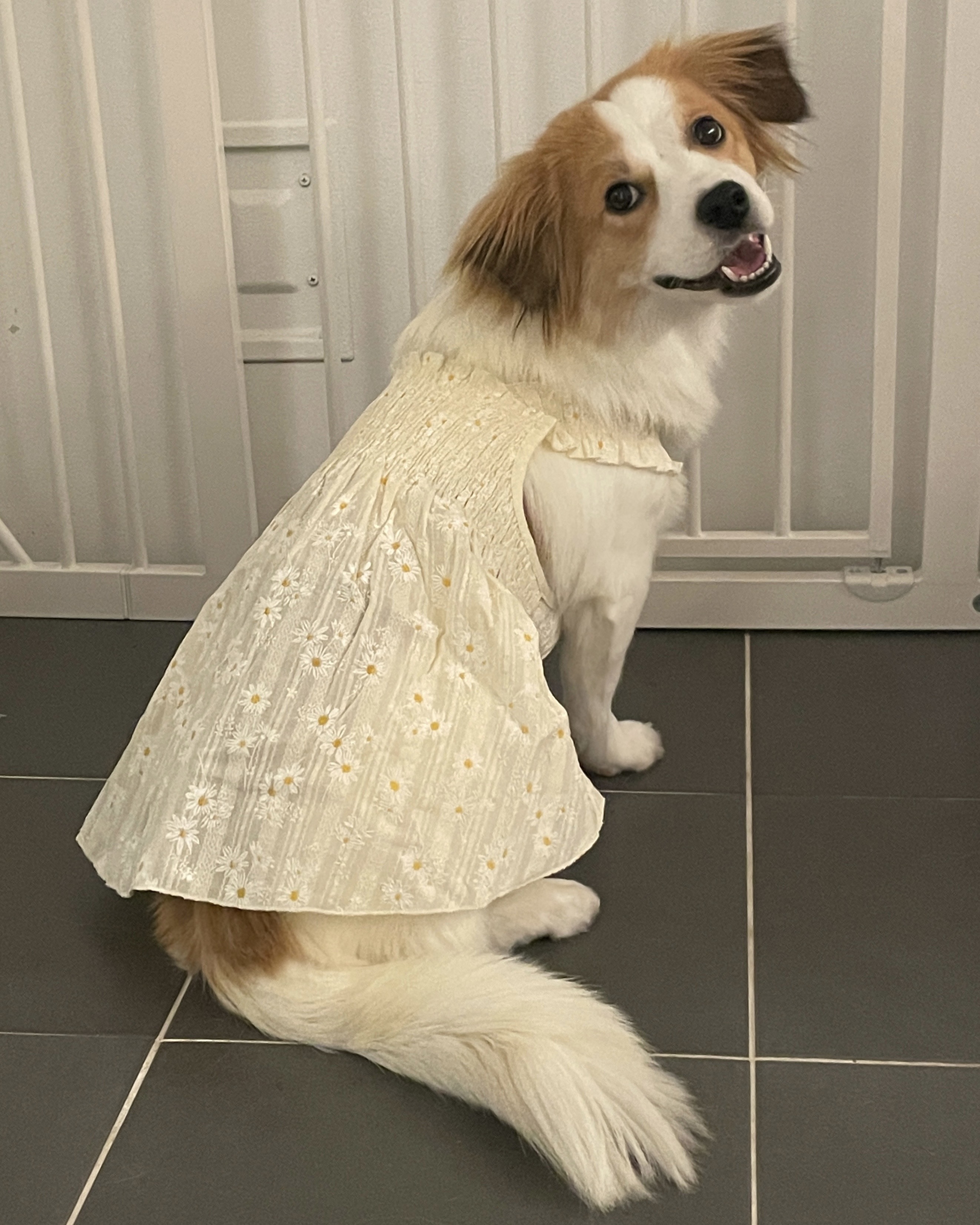 ‘해치’ 입양 한달