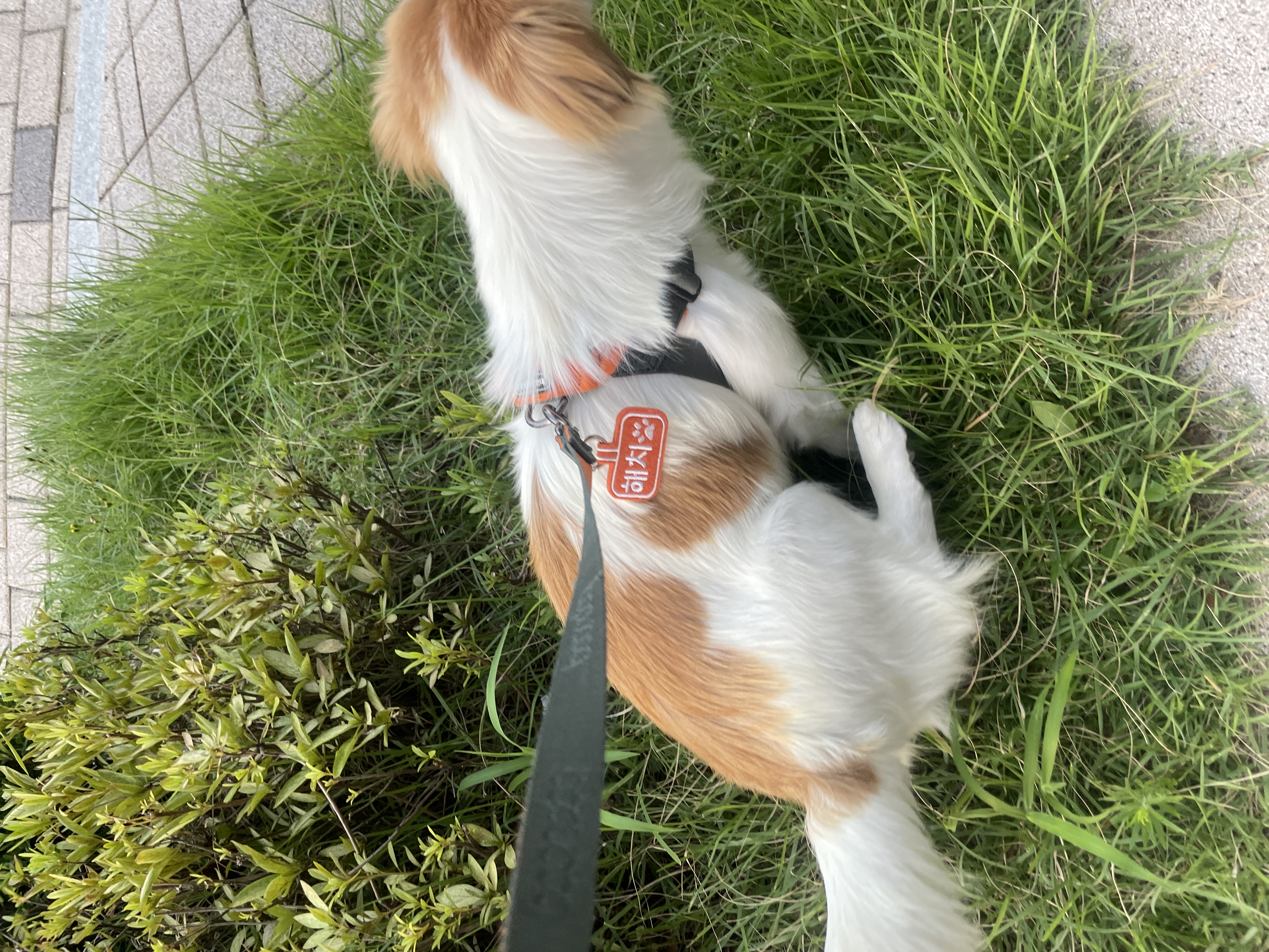 ‘해치’ 입양 한달