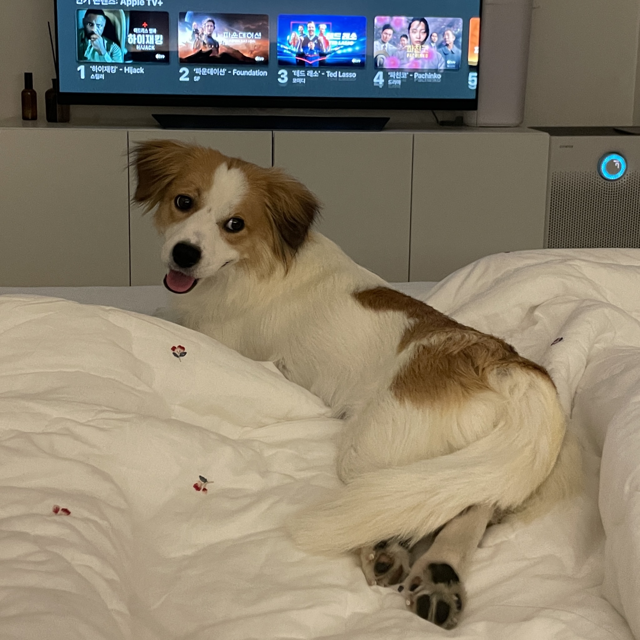 ‘해치’ 입양 한달