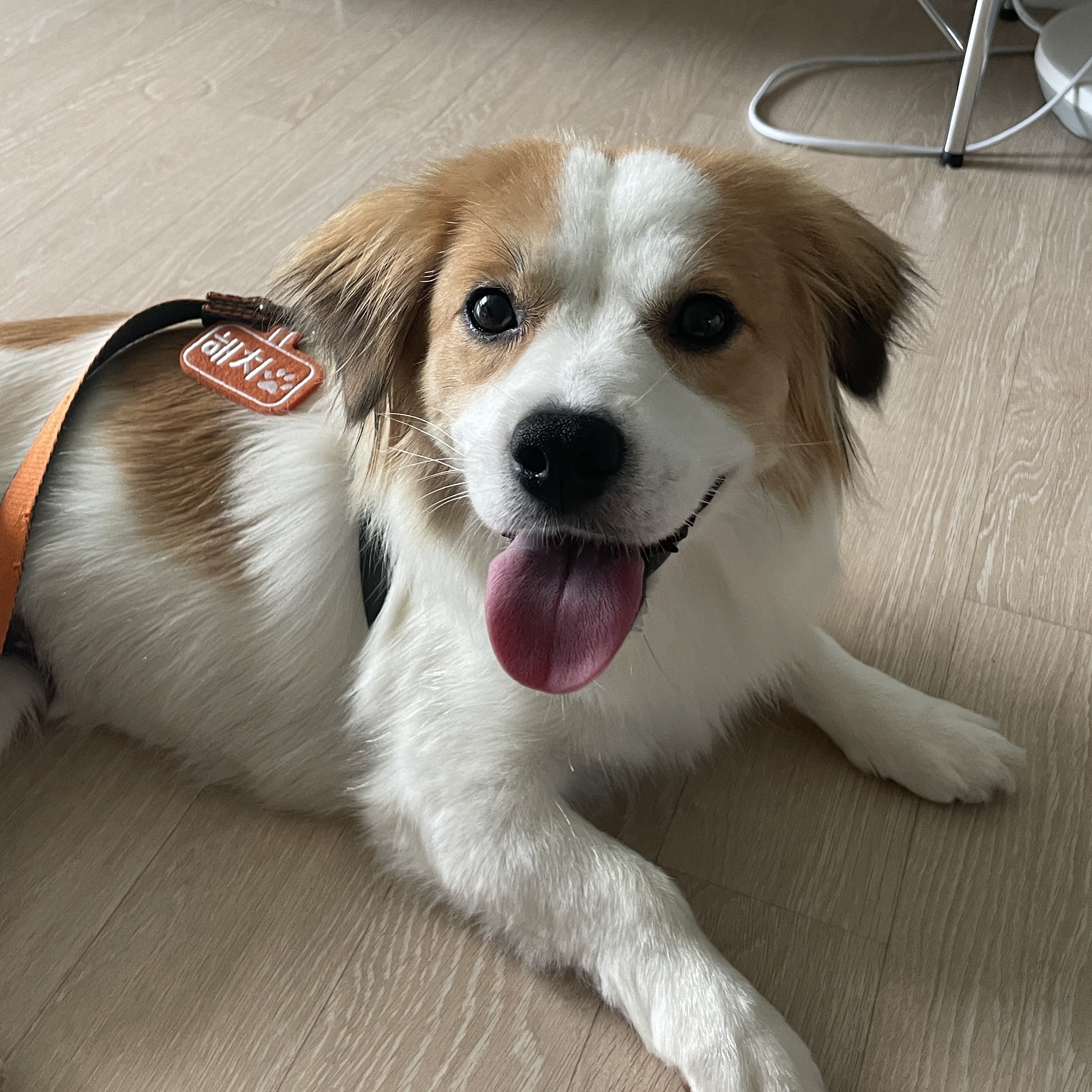 ‘해치’ 입양 한달