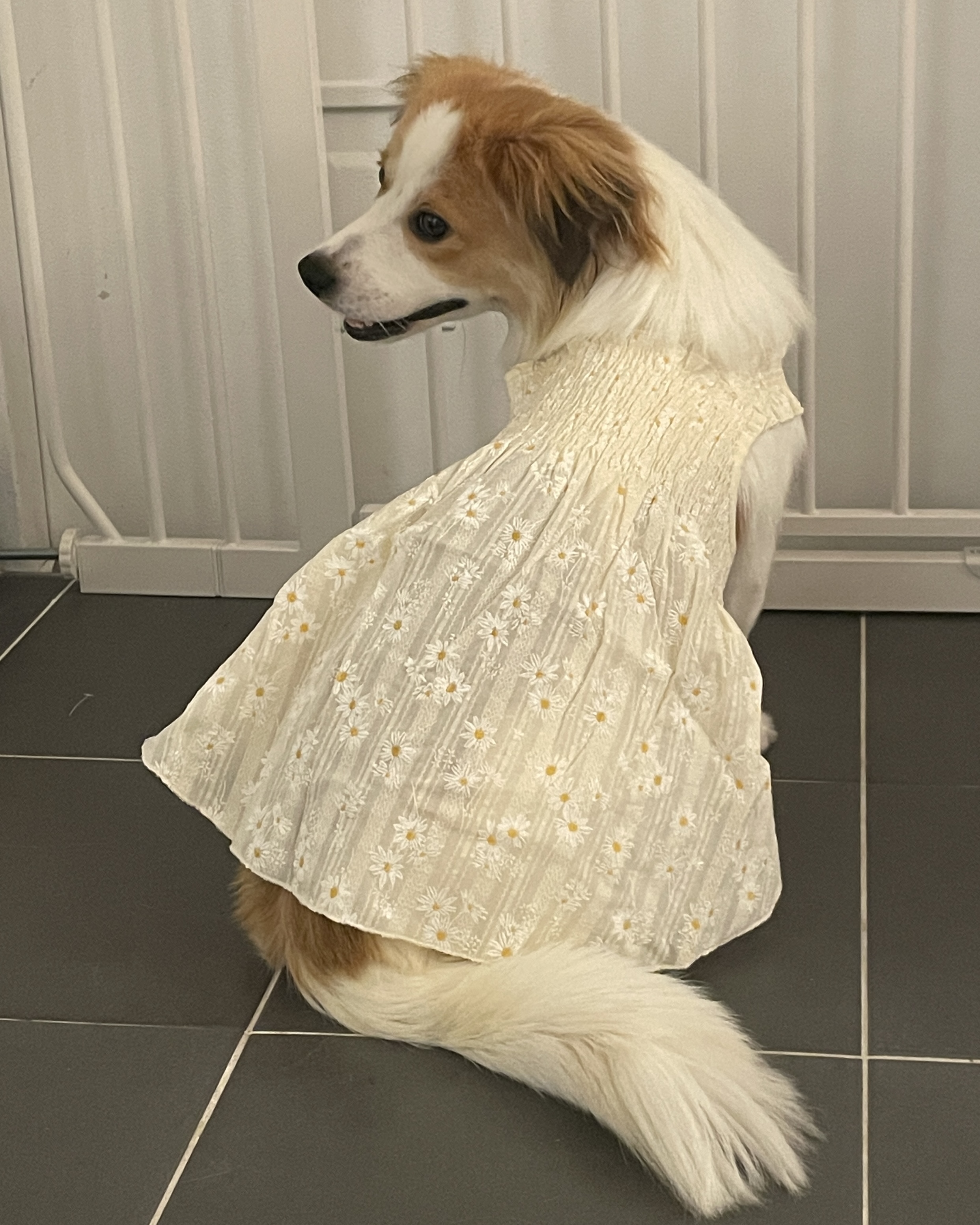 ‘해치’ 입양 한달