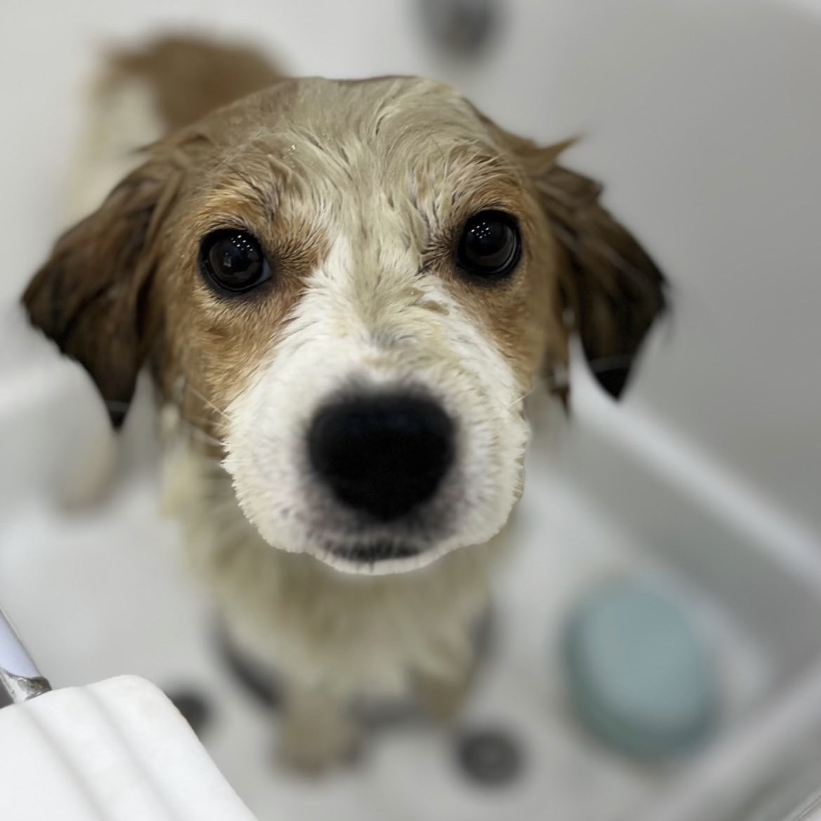 ‘해치’ 입양 한달