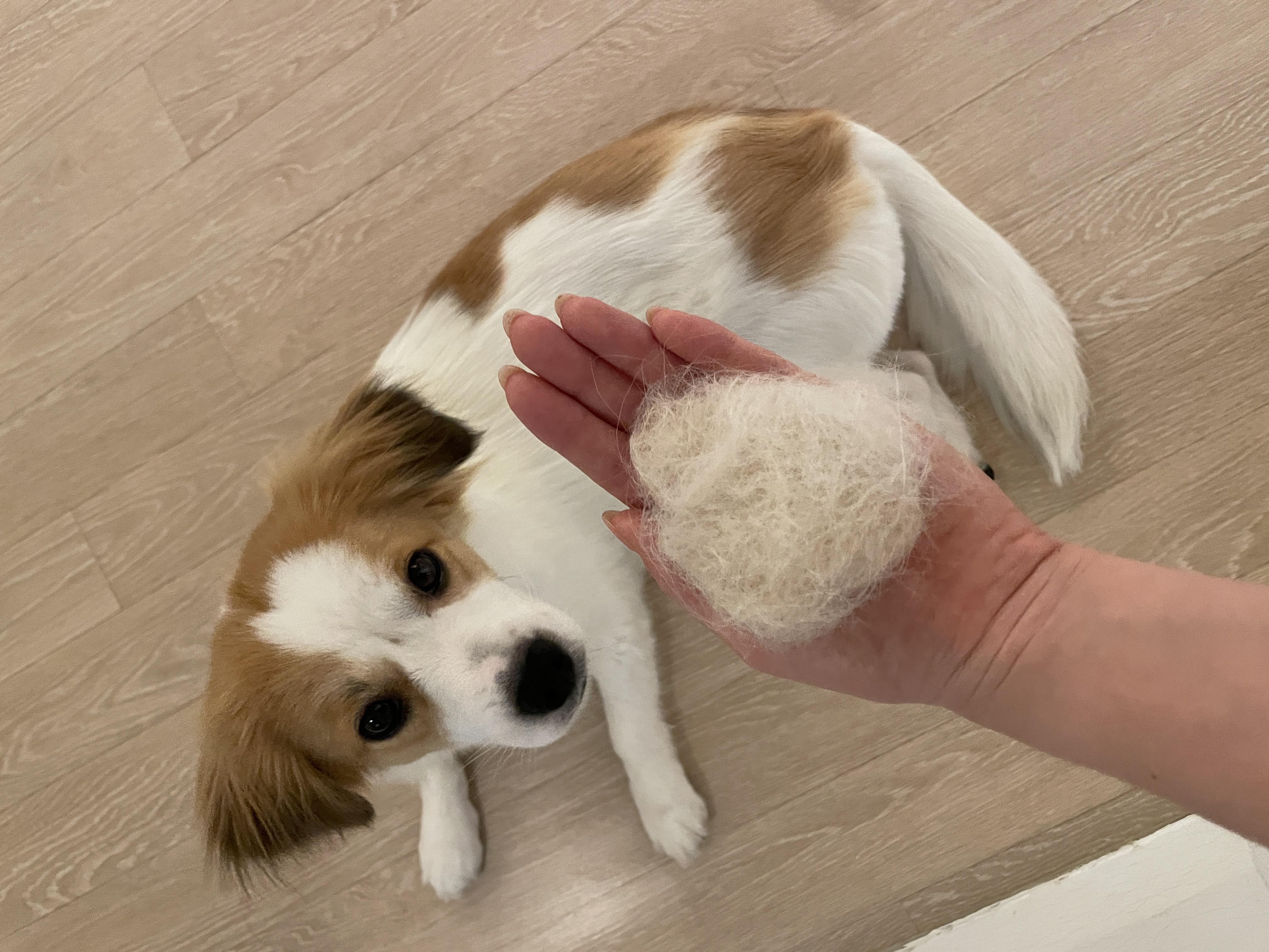 ‘해치’ 입양 한달