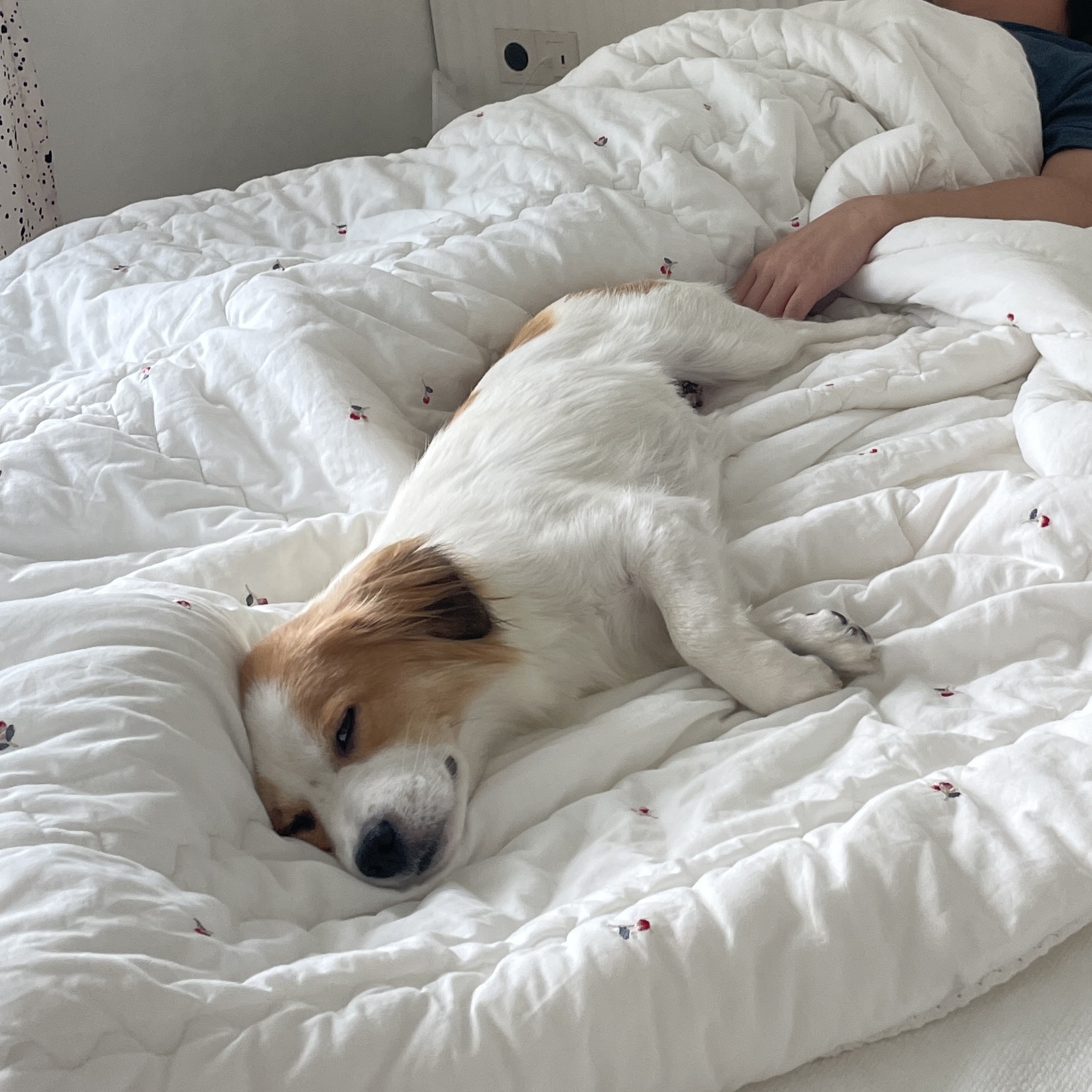 ‘해치’ 입양 한달