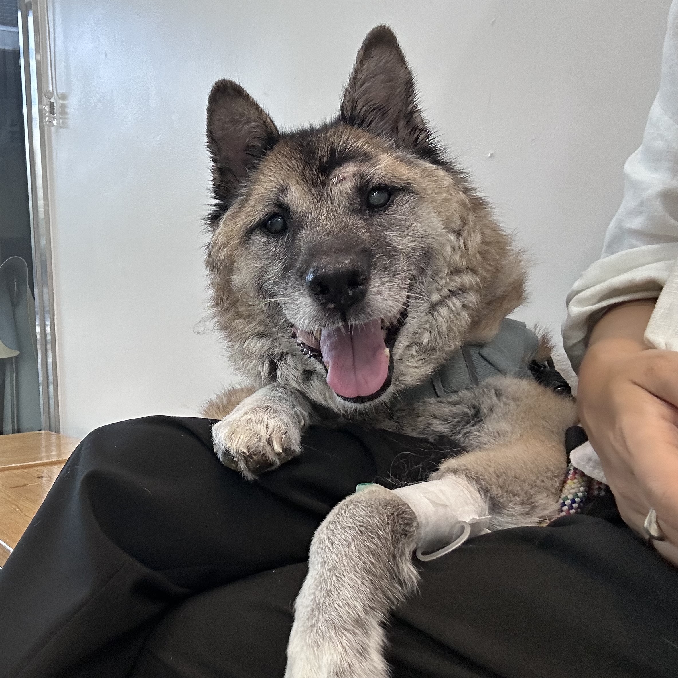 나이를 잊은 한강이 근황(#진돗개는_사랑입니다)