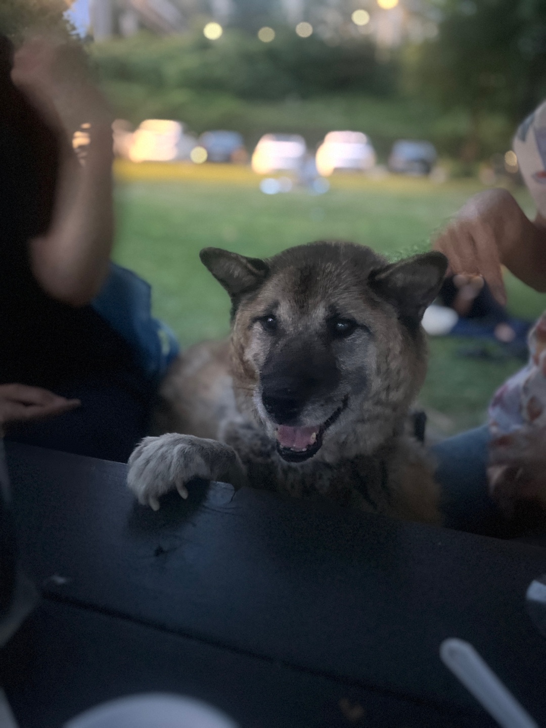나이를 잊은 한강이 근황(#진돗개는_사랑입니다)