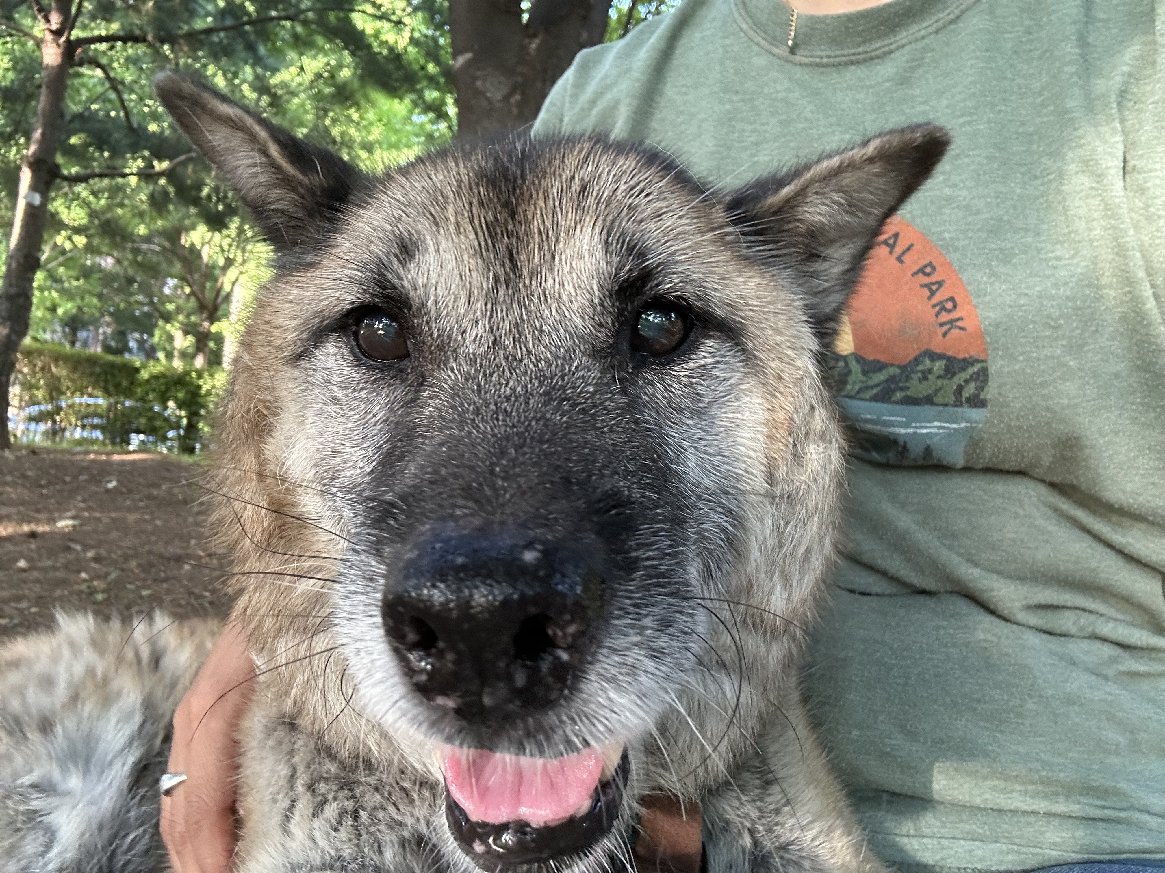 나이를 잊은 한강이 근황(#진돗개는_사랑입니다)