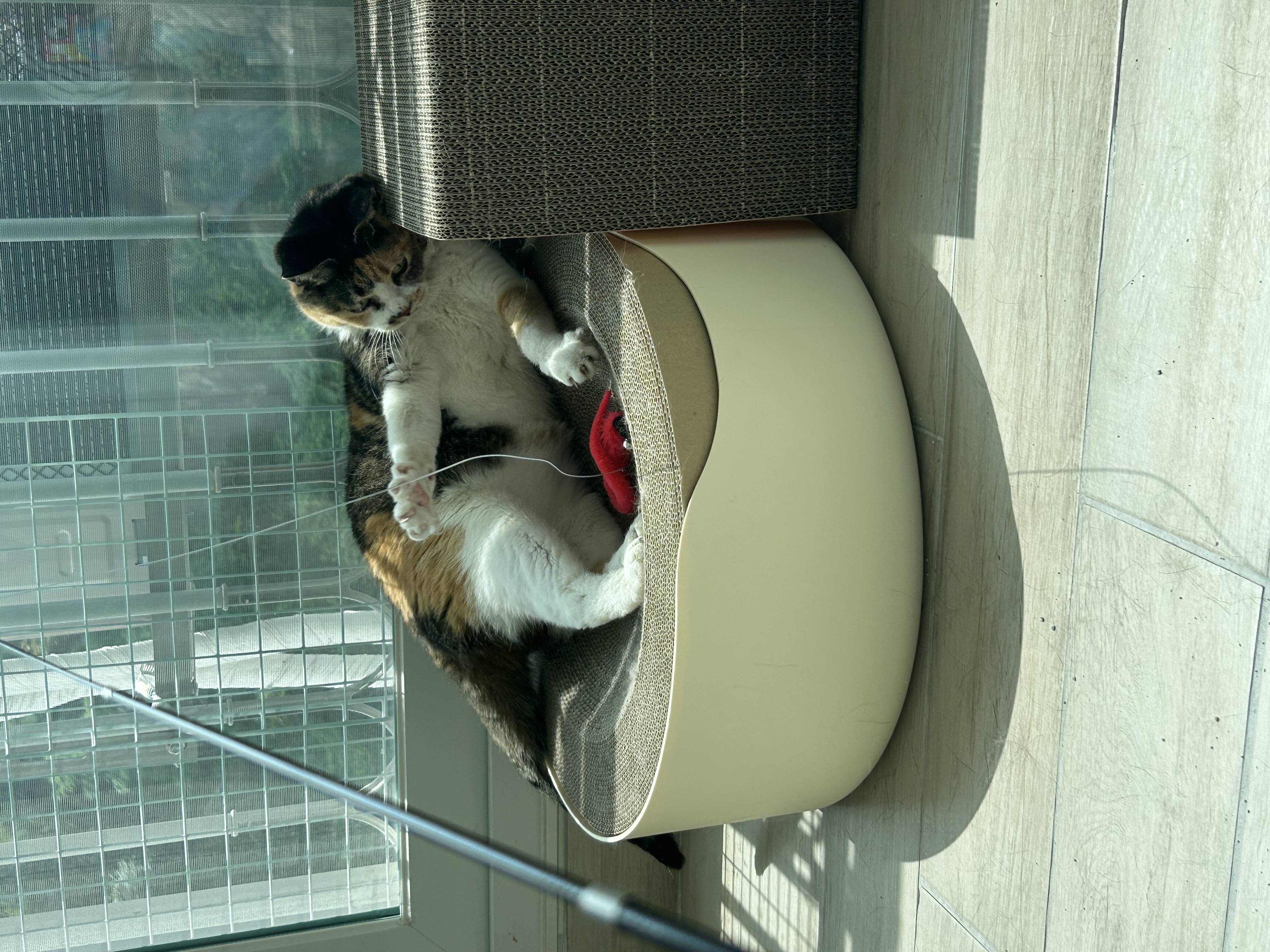 샹떼랑 조금 더 친해진 한 달 후기입니다~