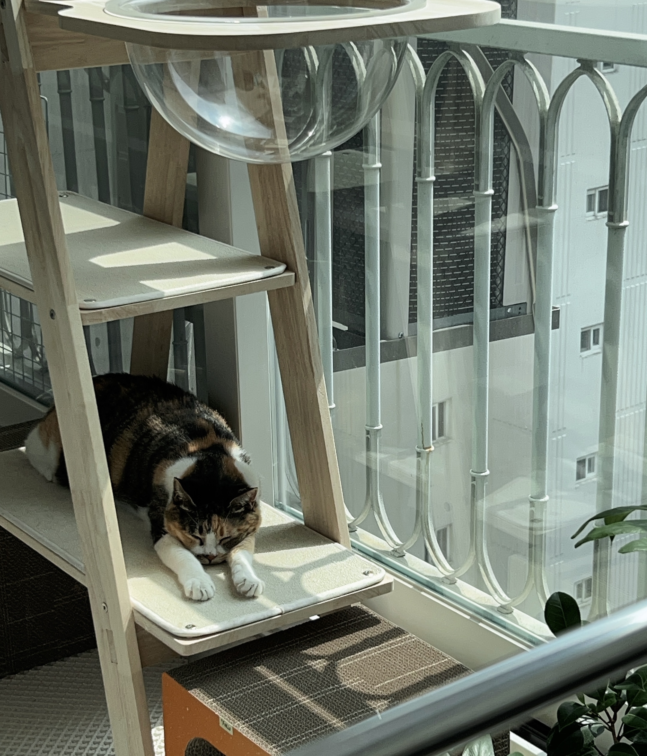 샹떼랑 조금 더 친해진 한 달 후기입니다~