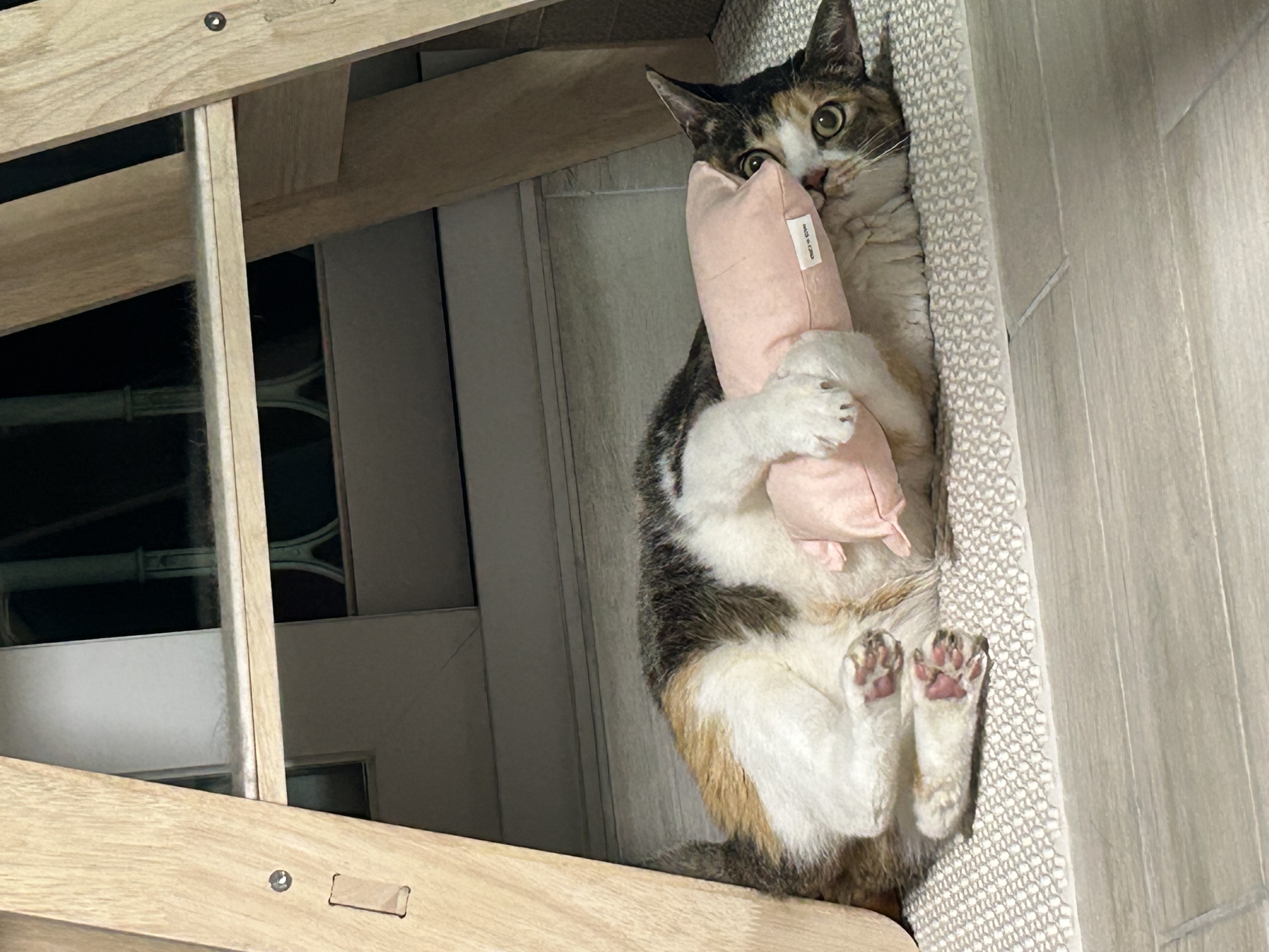 샹떼랑 조금 더 친해진 한 달 후기입니다~