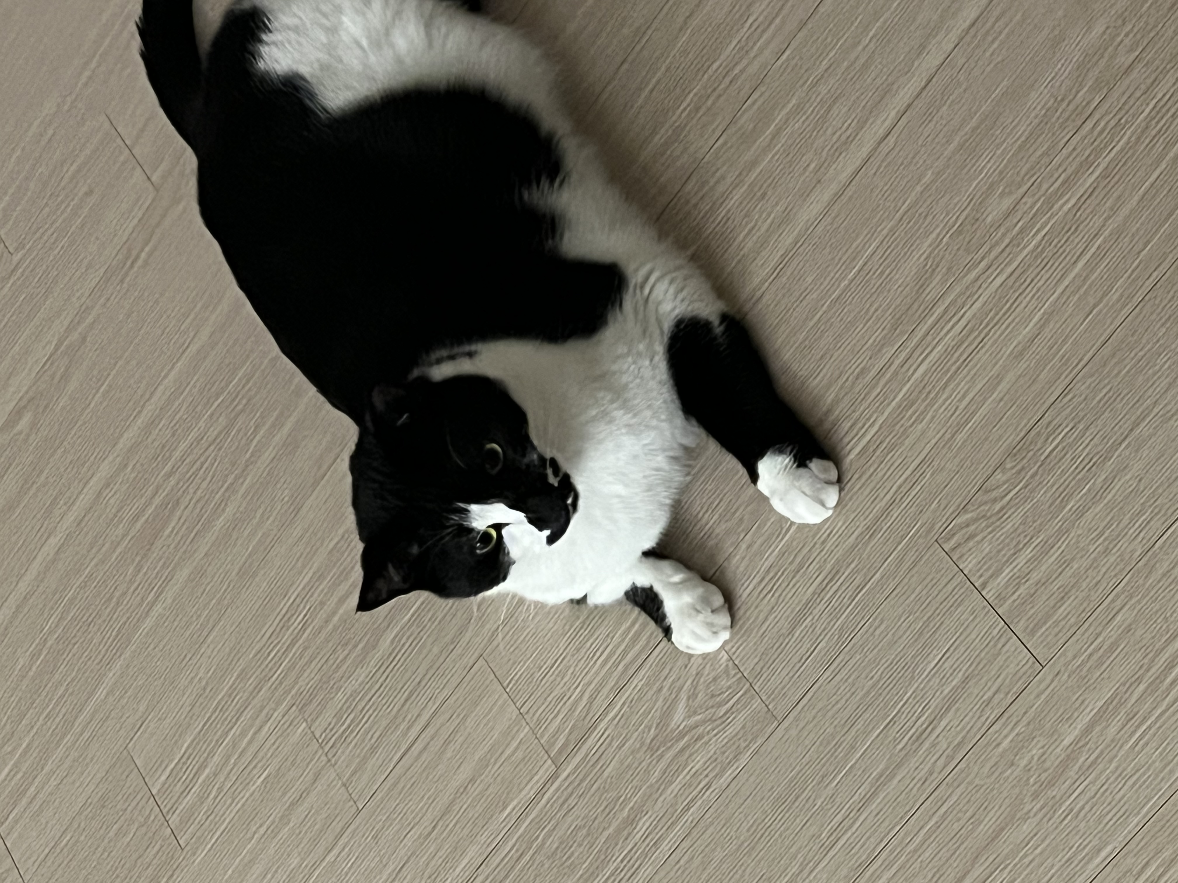 레오(라운이) 입양 2년 근황입니다!