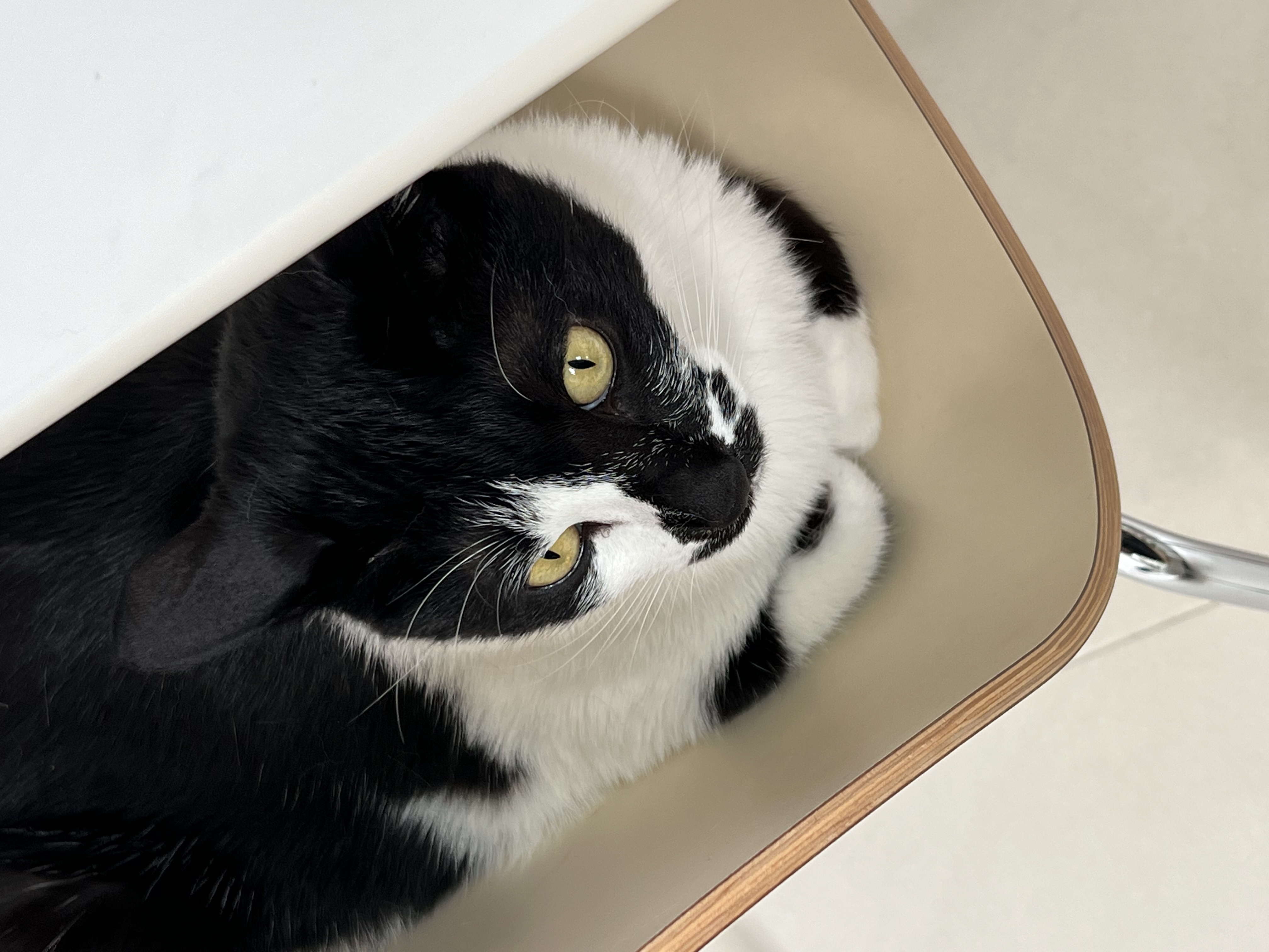 레오(라운이) 입양 2년 근황입니다!