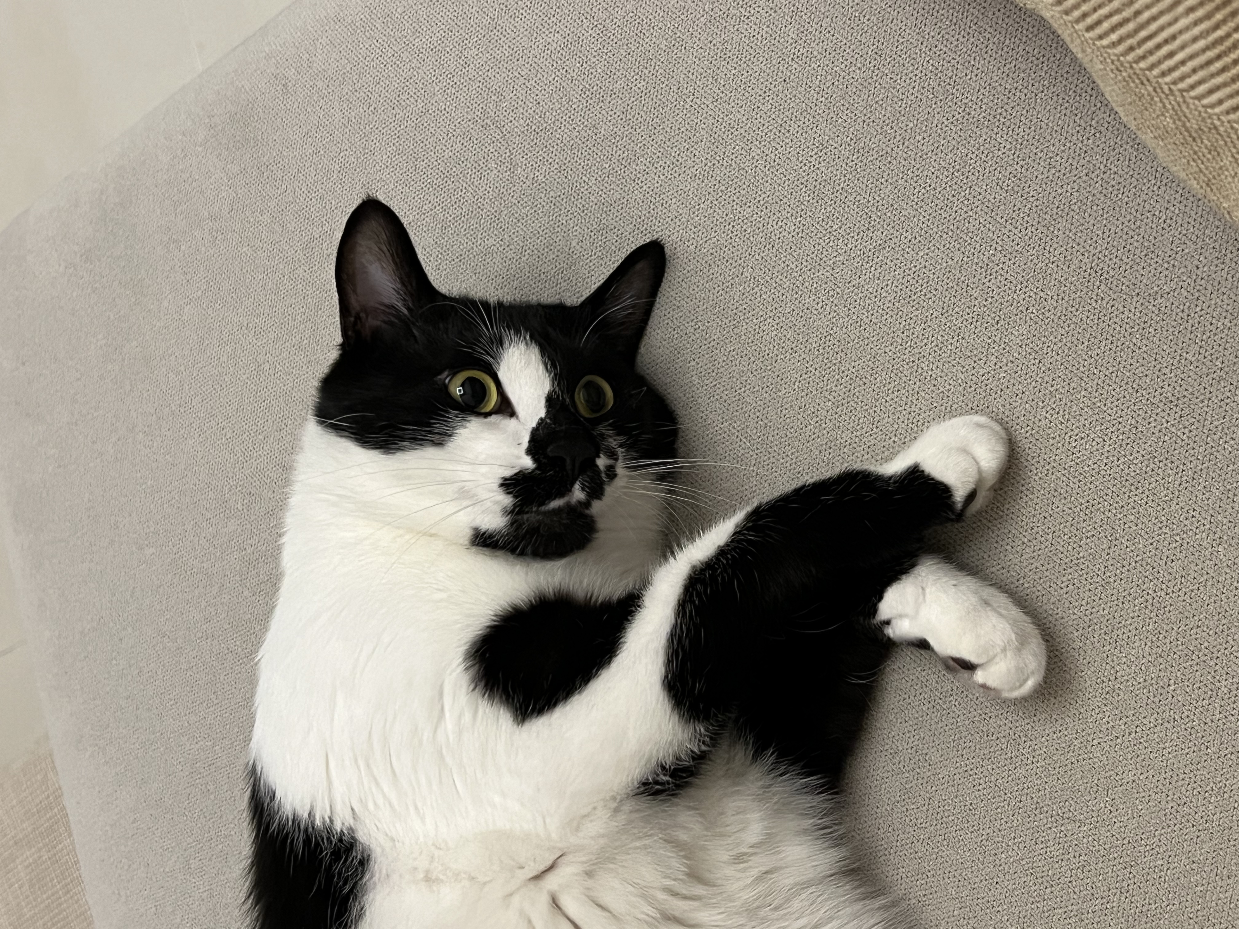 레오(라운이) 입양 2년 근황입니다!