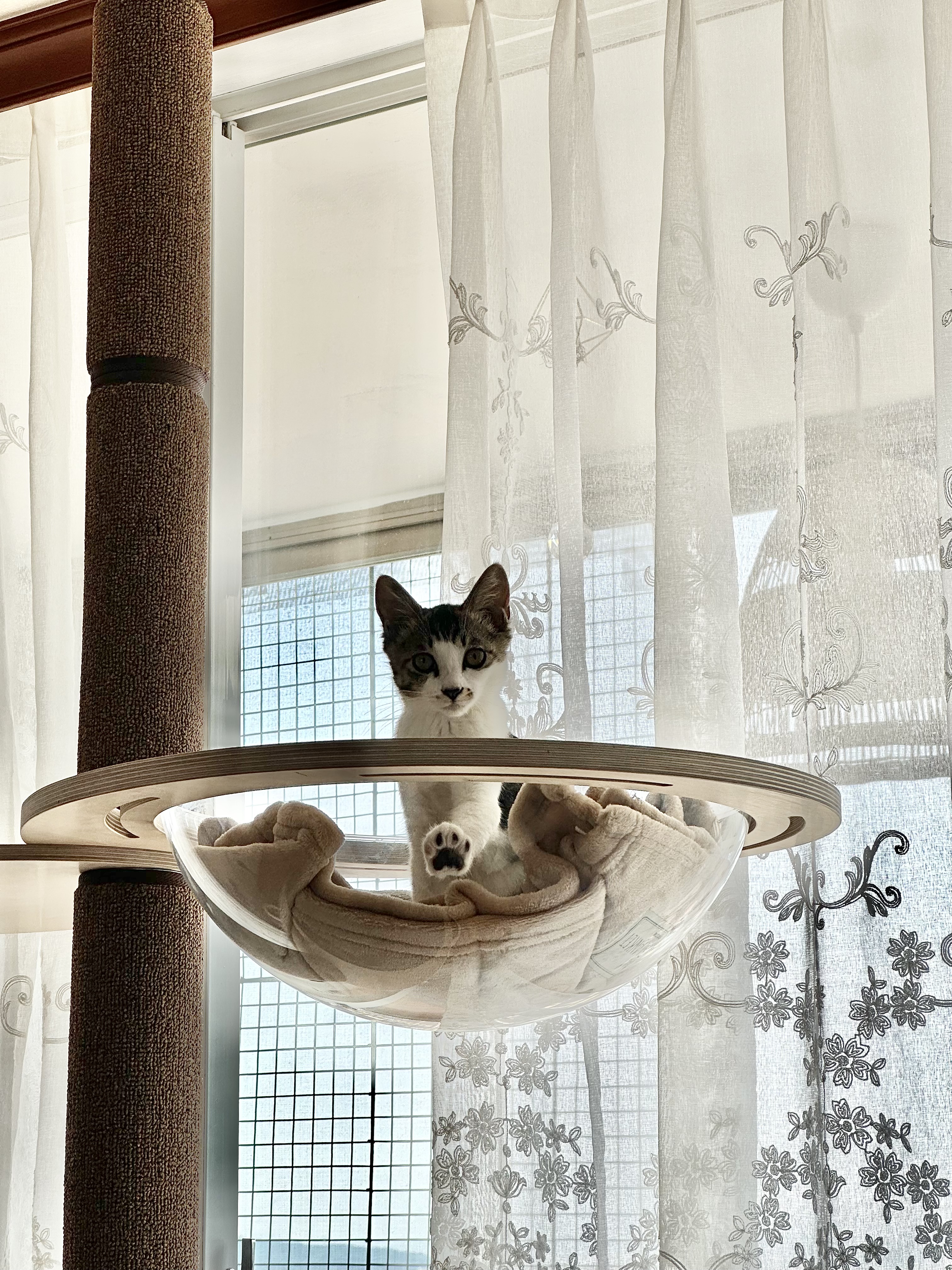 꼬무(유노) 입양 1주일 후기