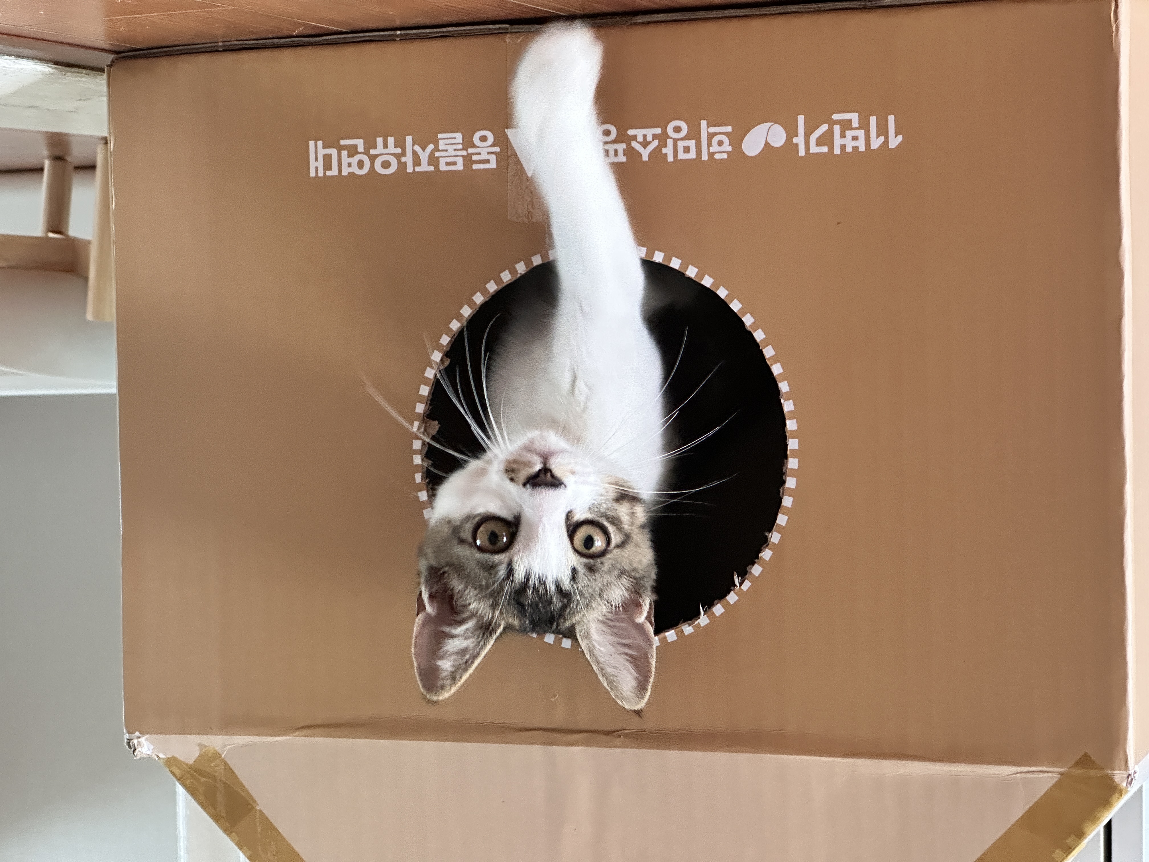 꼬무(유노) 입양 1주일 후기