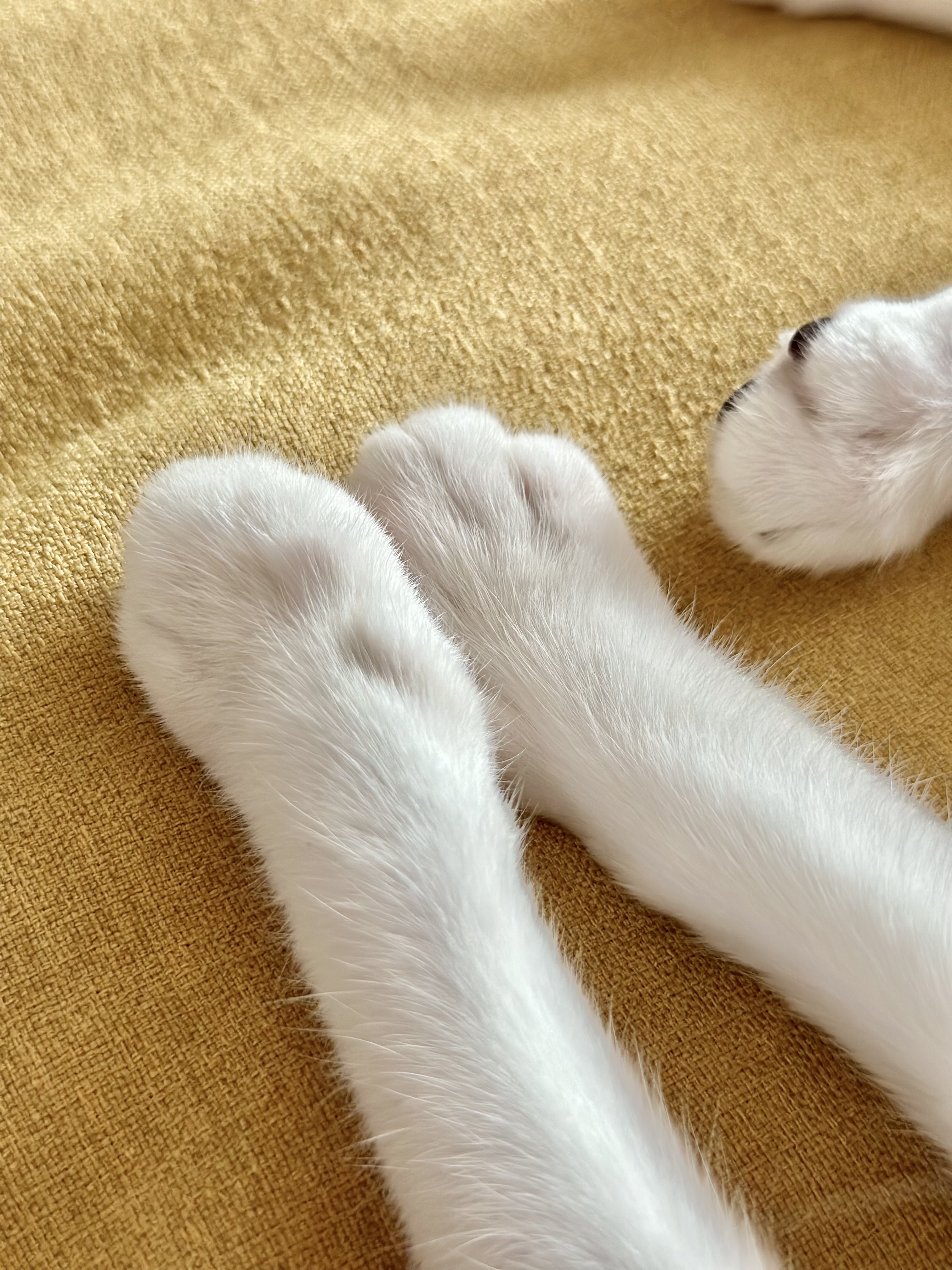 꼬무(유노) 입양 1주일 후기