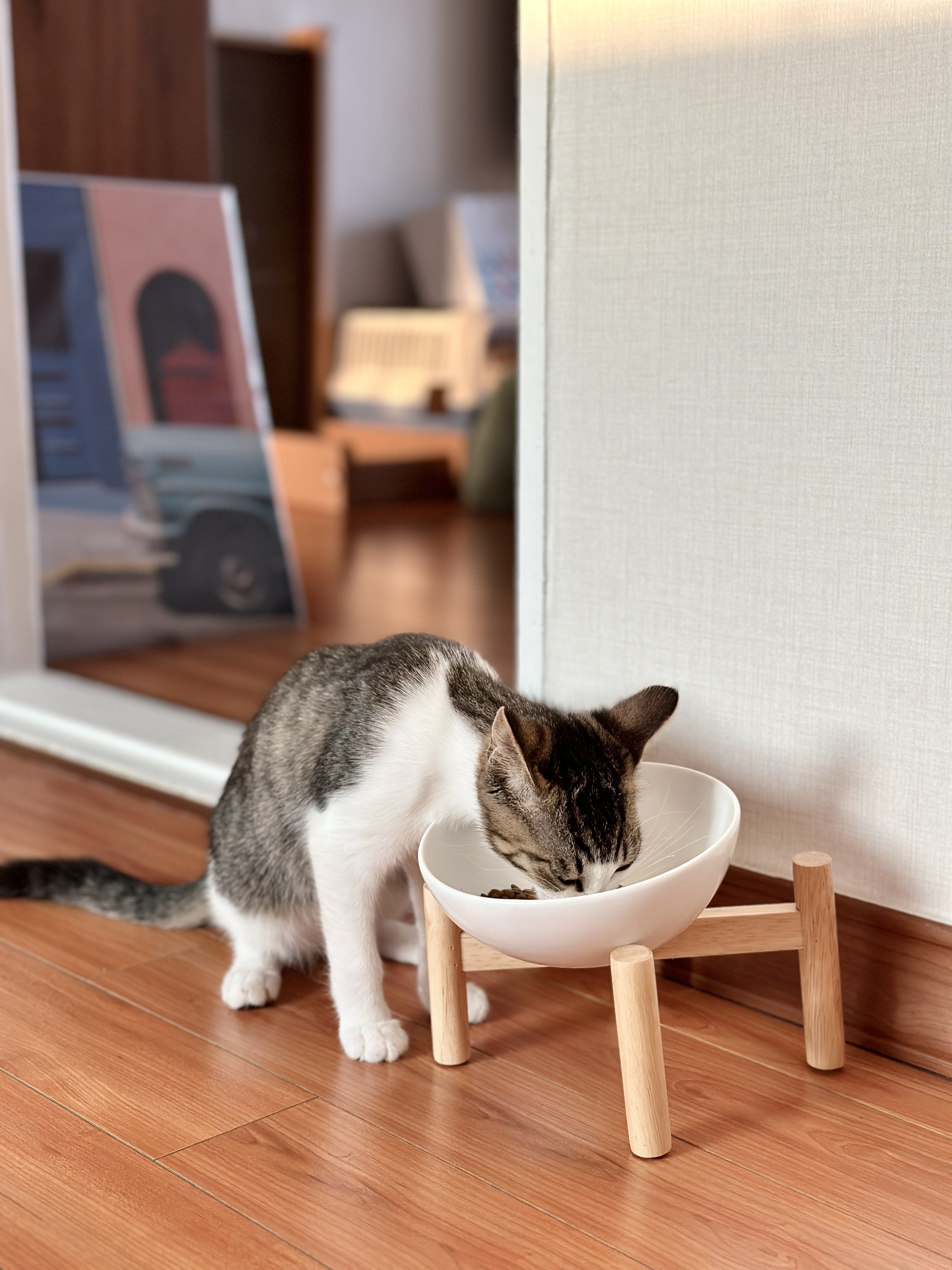 꼬무(유노) 입양 1주일 후기