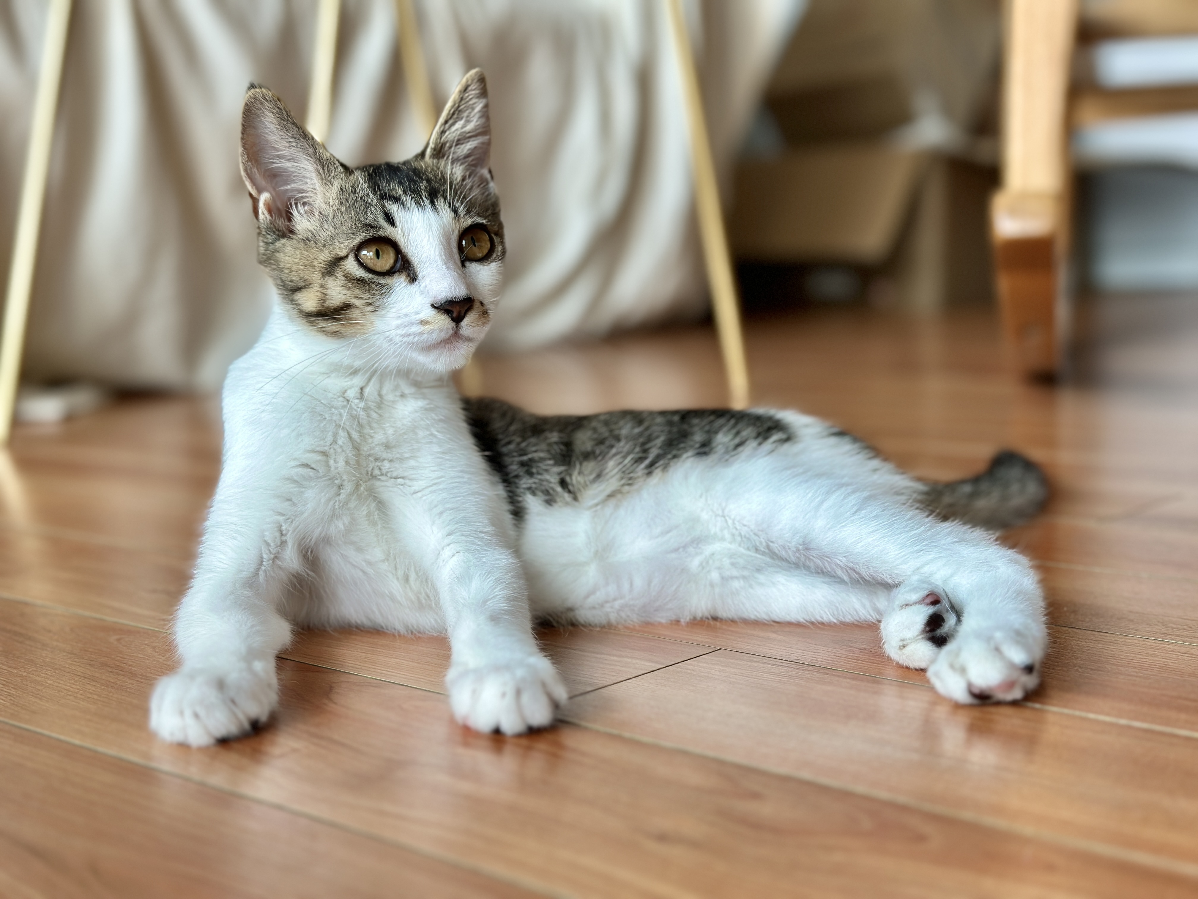 꼬무(유노) 입양 1주일 후기