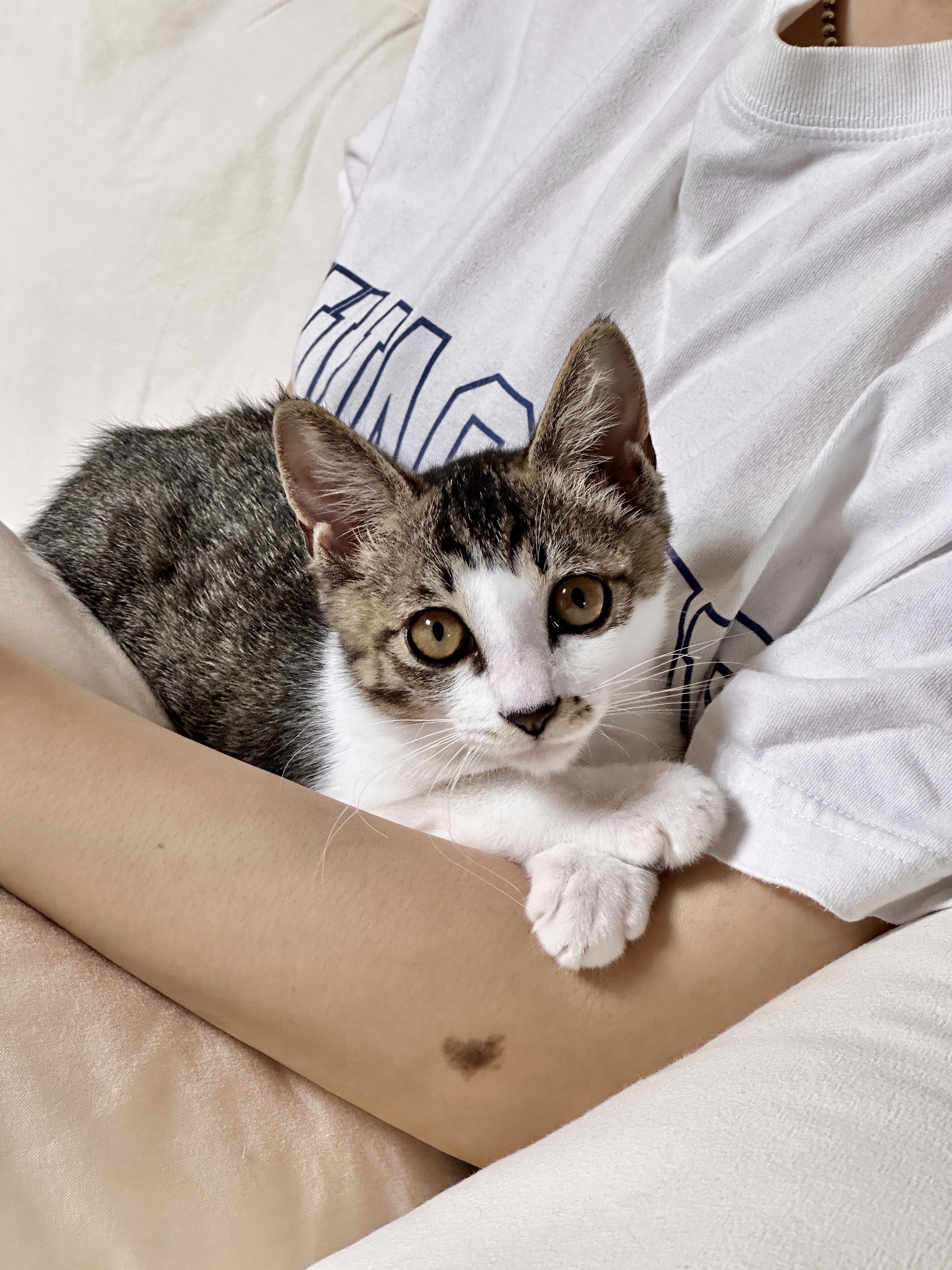 꼬무(유노) 입양 1주일 후기