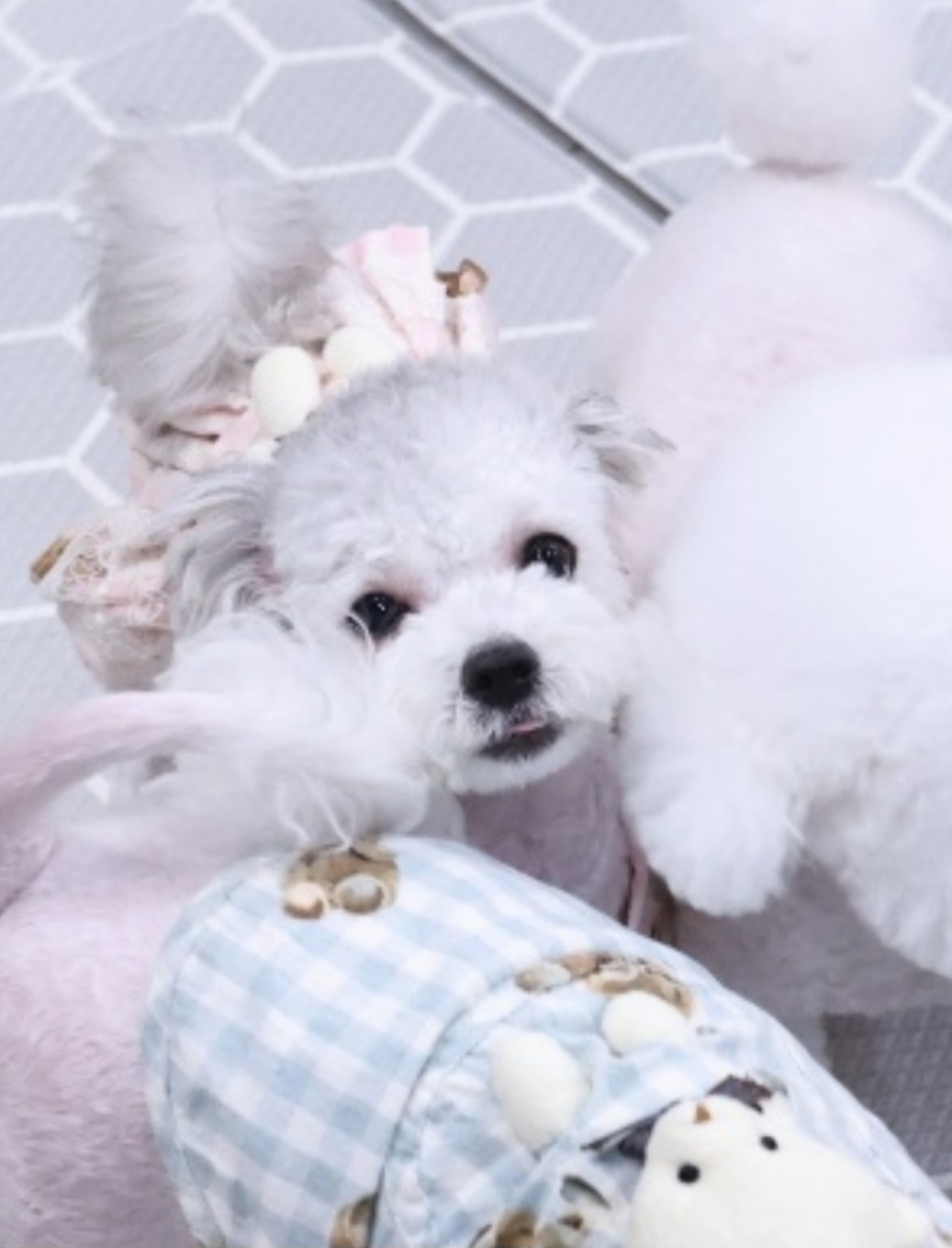 [임보]❤ 달록이❤와의 세달...가족을 찾아요~😊