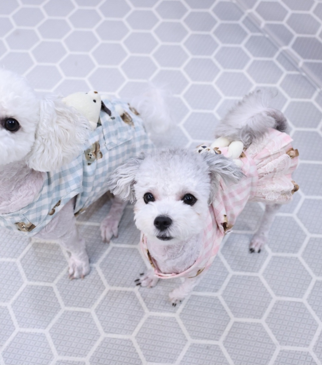 [임보]❤ 달록이❤와의 세달...가족을 찾아요~😊