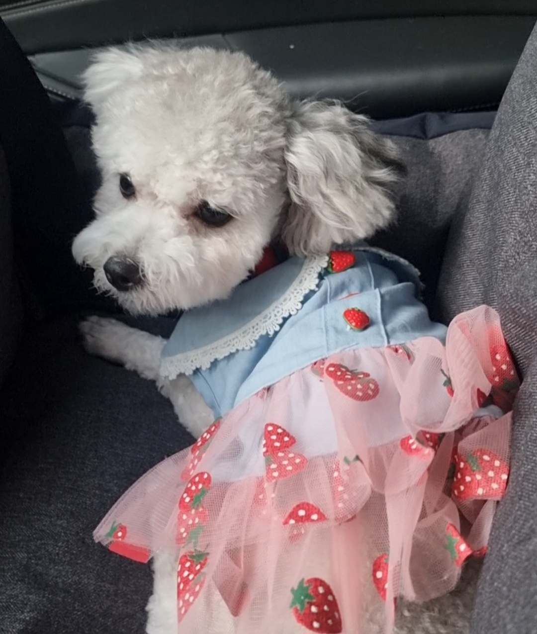 [임보]❤ 달록이❤와의 세달...가족을 찾아요~😊