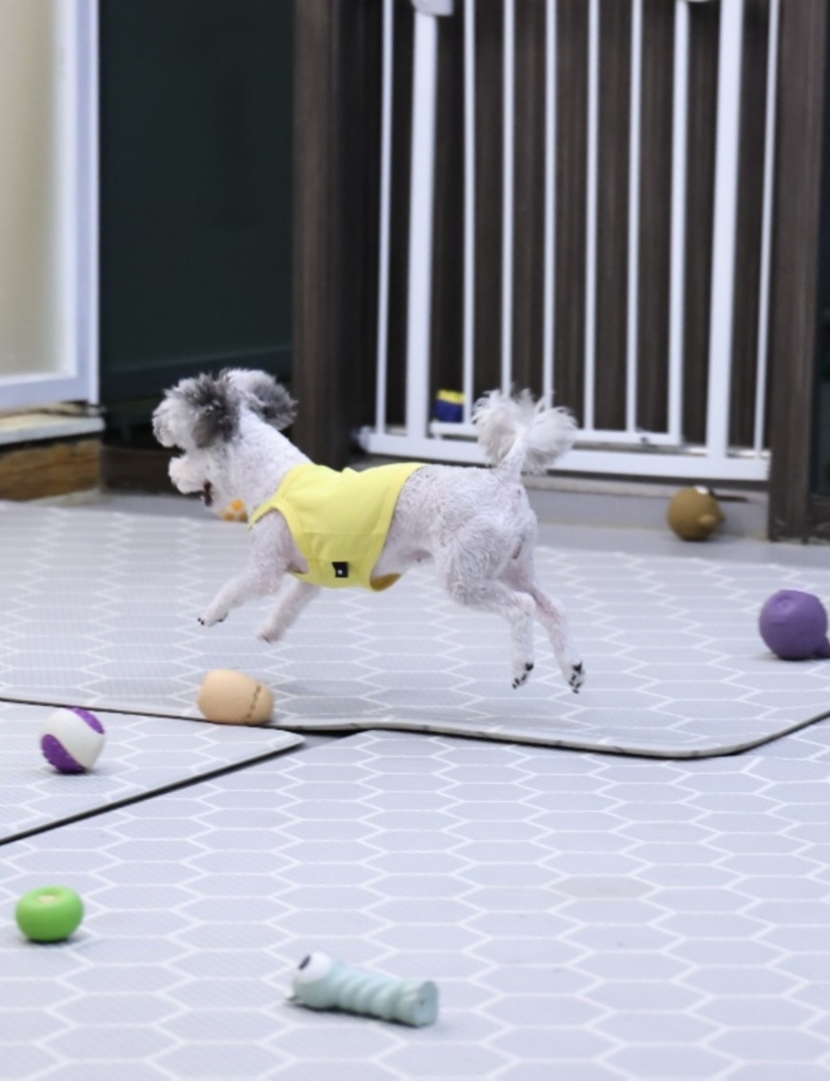 [임보]❤ 달록이❤와의 세달...가족을 찾아요~😊