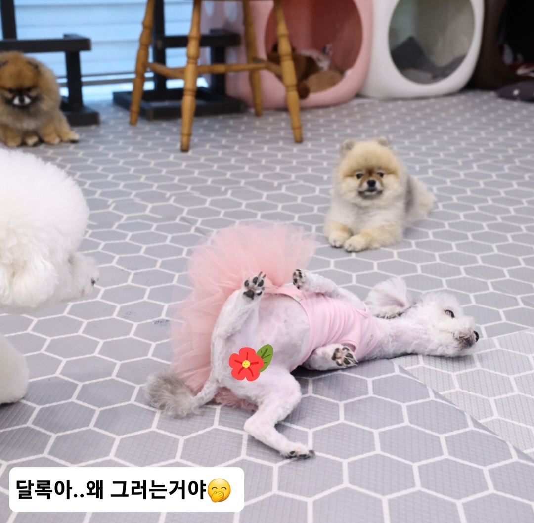 [임보]❤ 달록이❤와의 세달...가족을 찾아요~😊