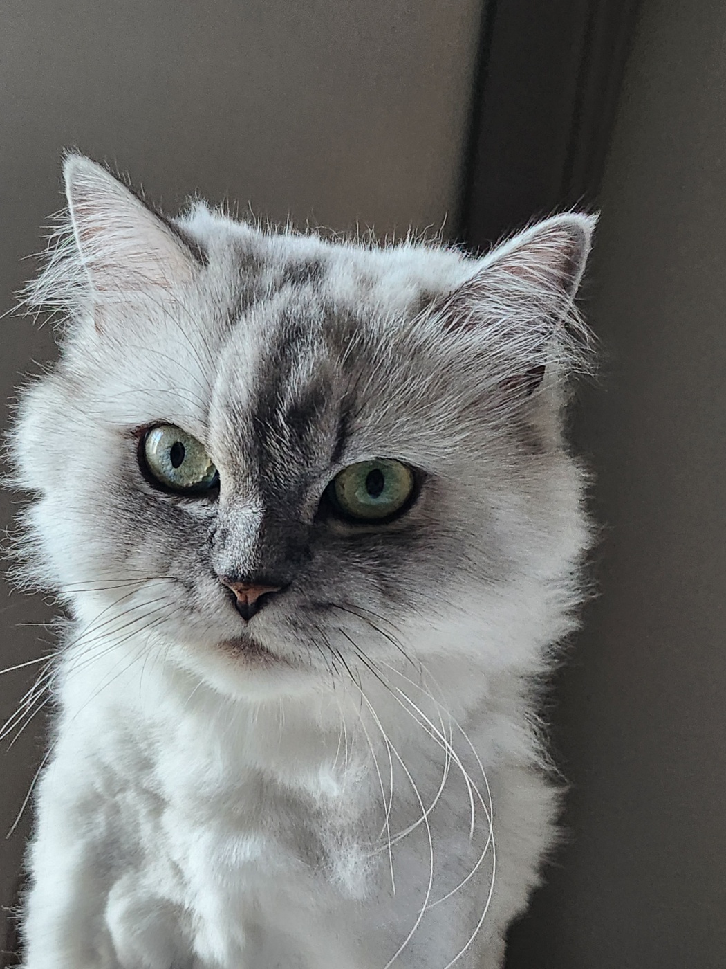 시루(시아) 입양이야기^^