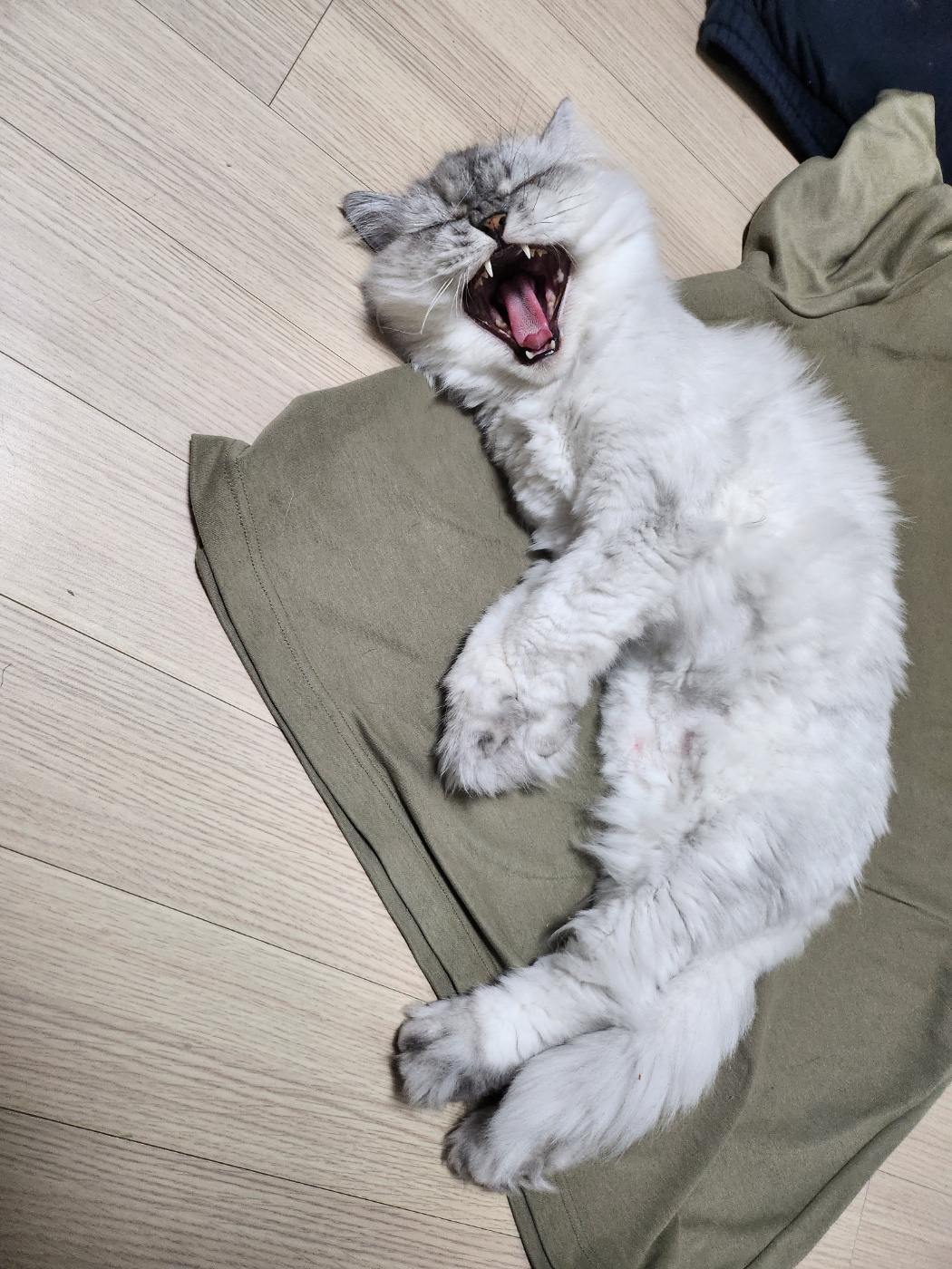 시루(시아) 입양이야기^^