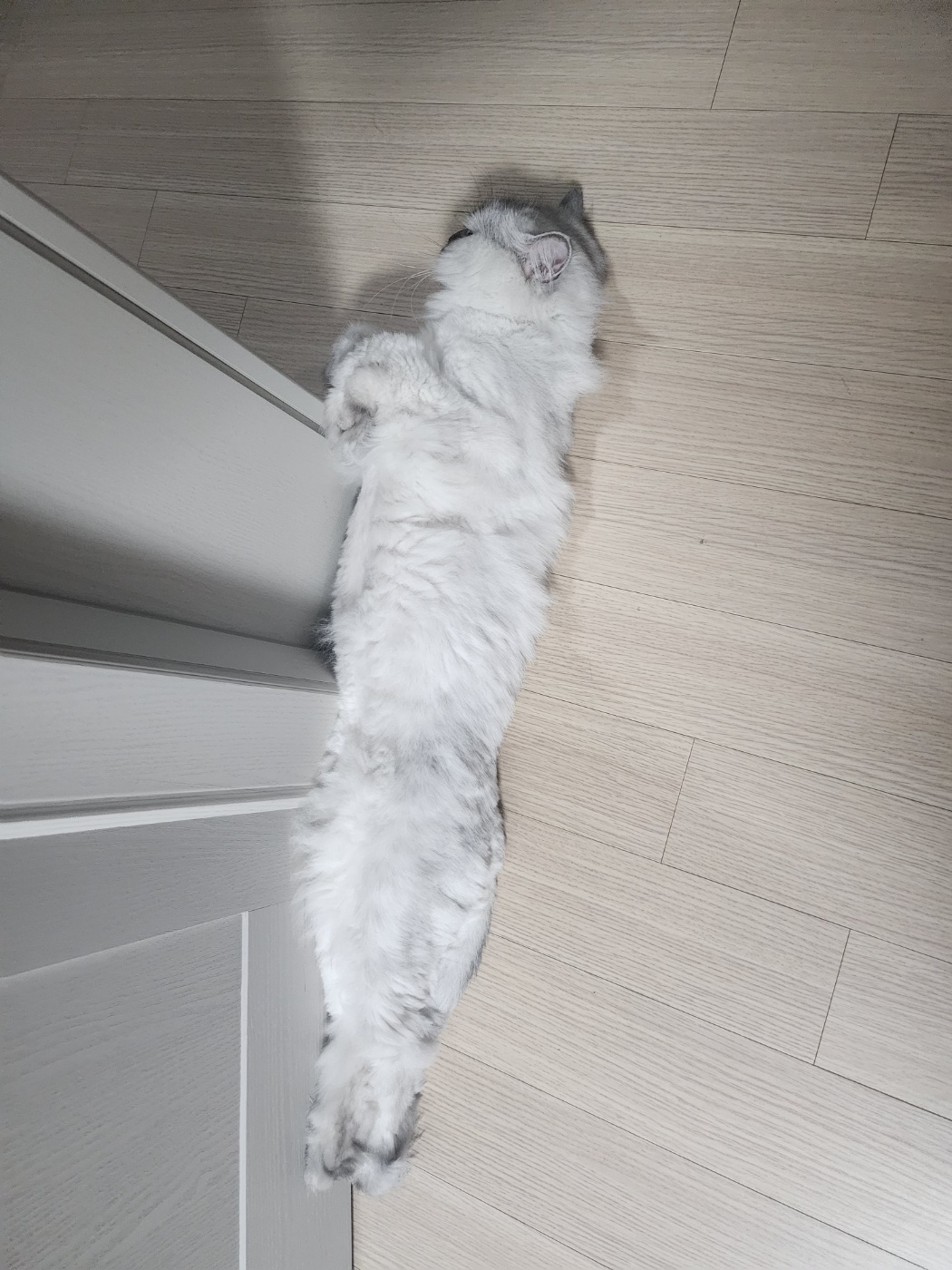 시루(시아) 입양이야기^^