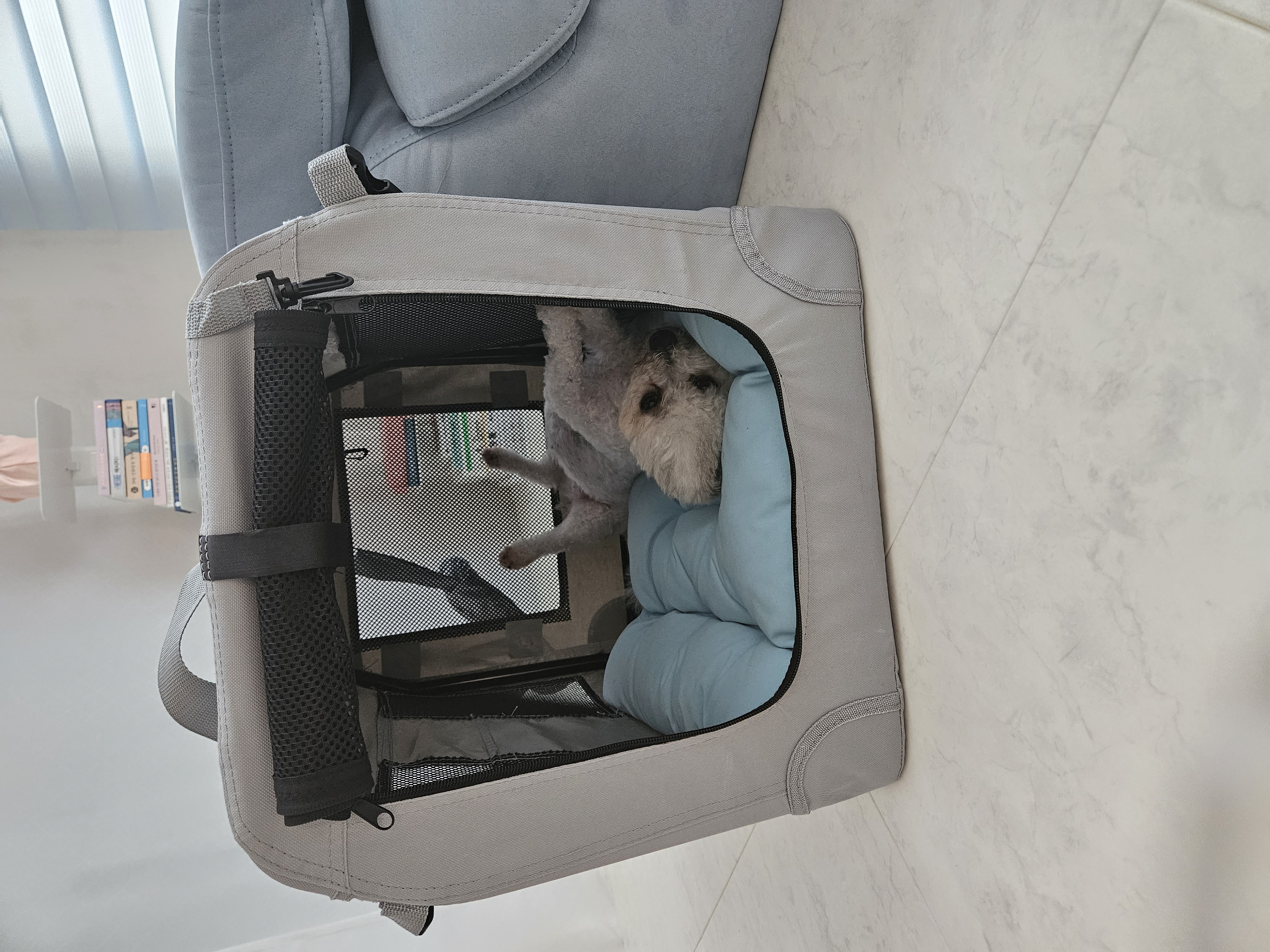 알록이(미소)임보 1주일~~^^