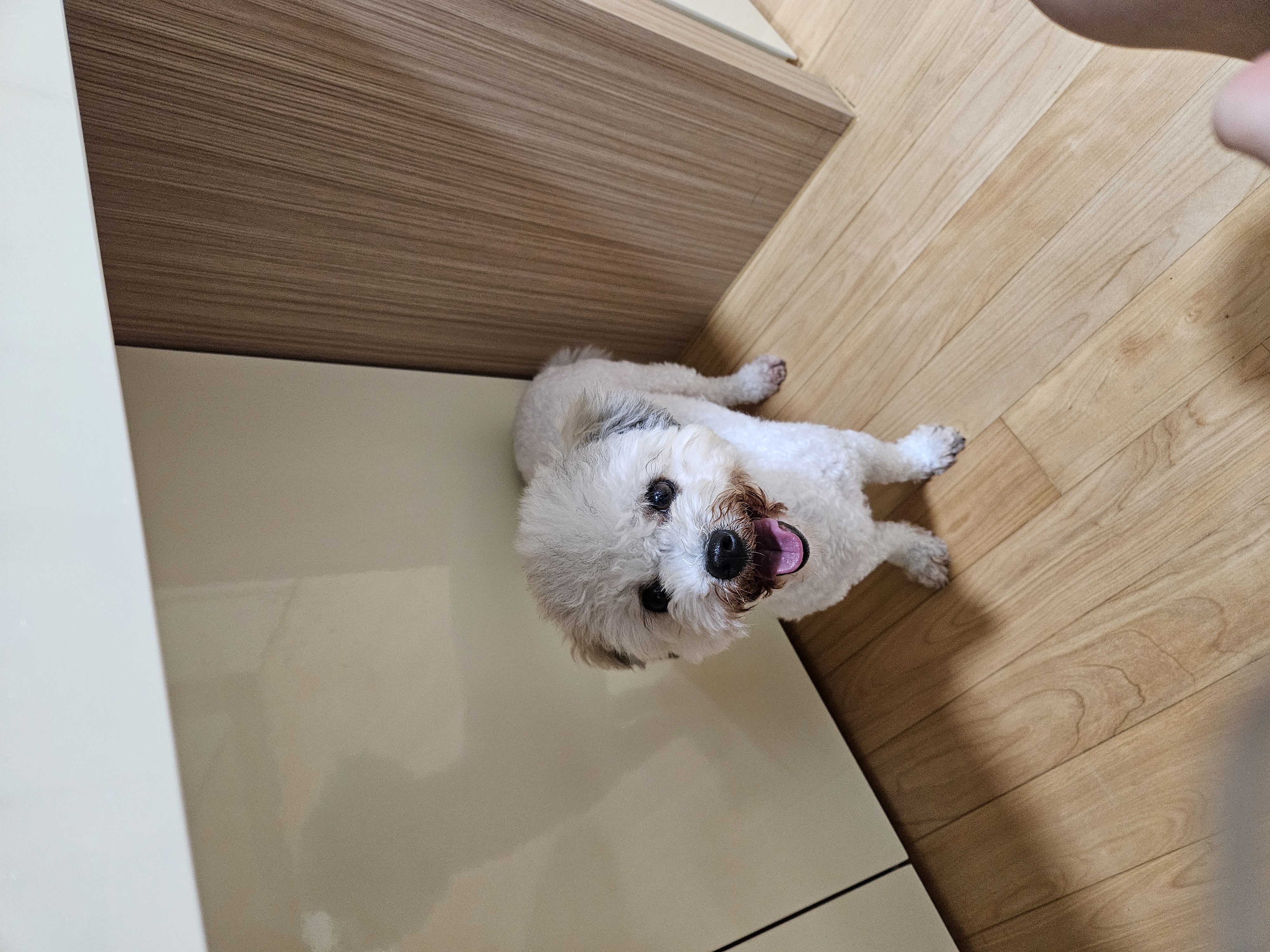 알록이(미소)임보 1주일~~^^