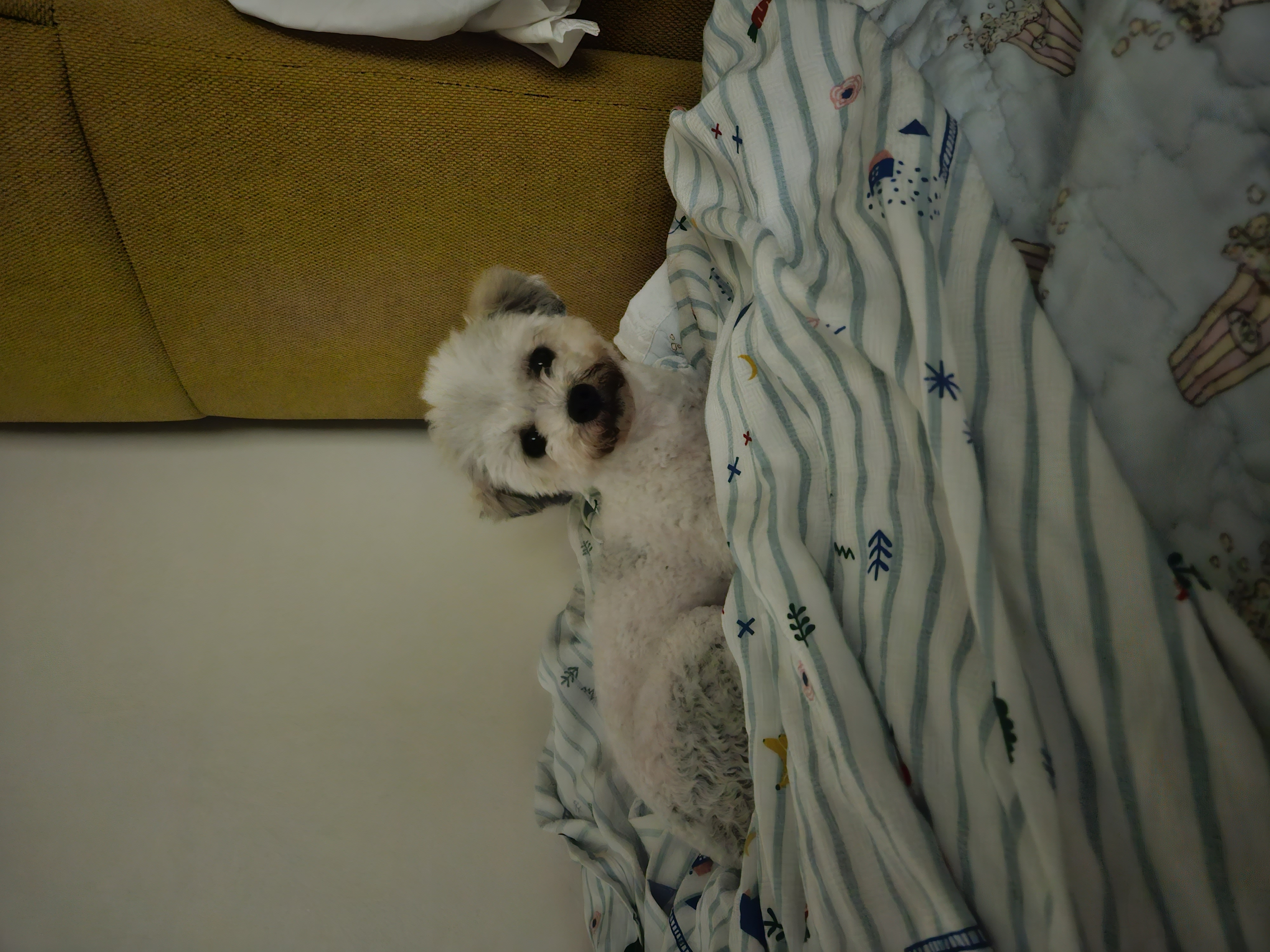 알록이(미소)임보 1주일~~^^