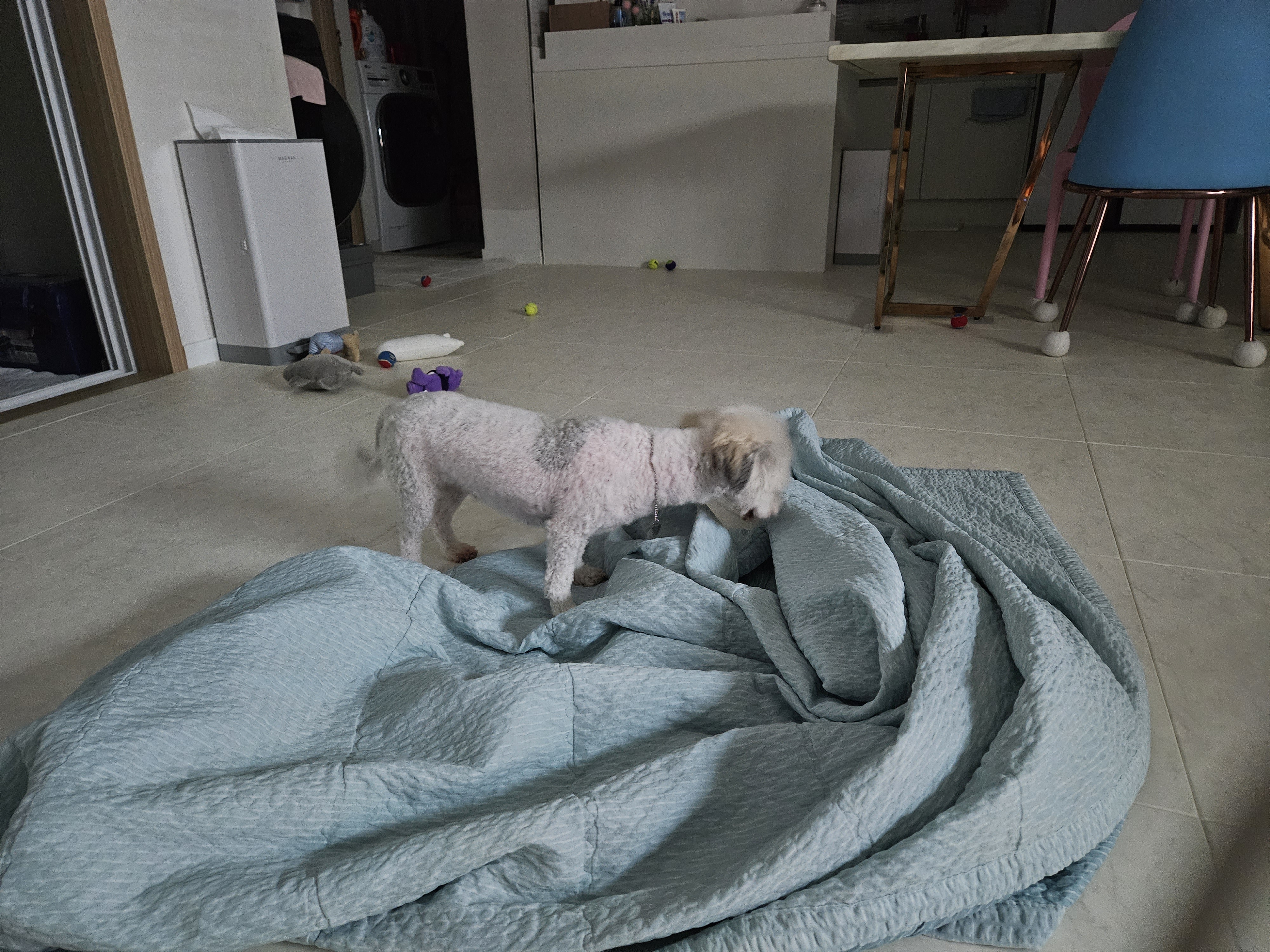 알록이(미소)임보 1주일~~^^