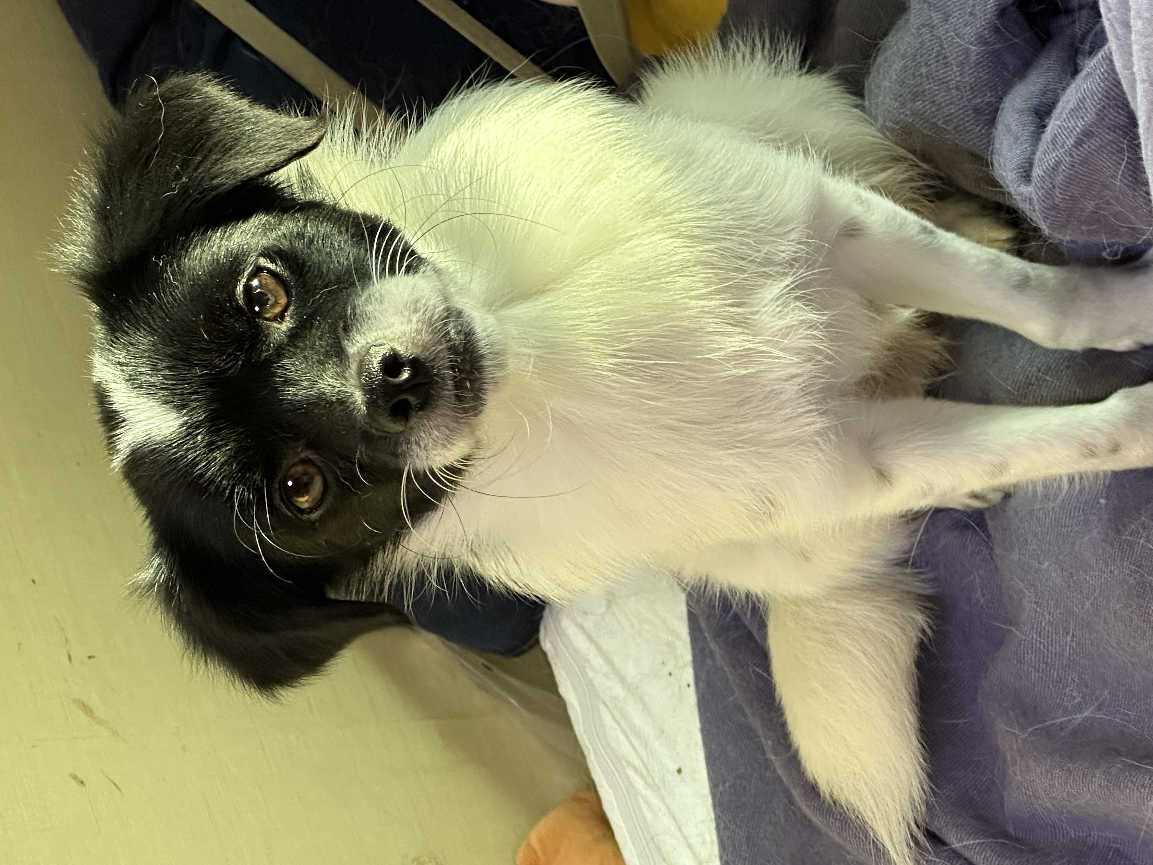 다온이(루루) 6개월 차 :)