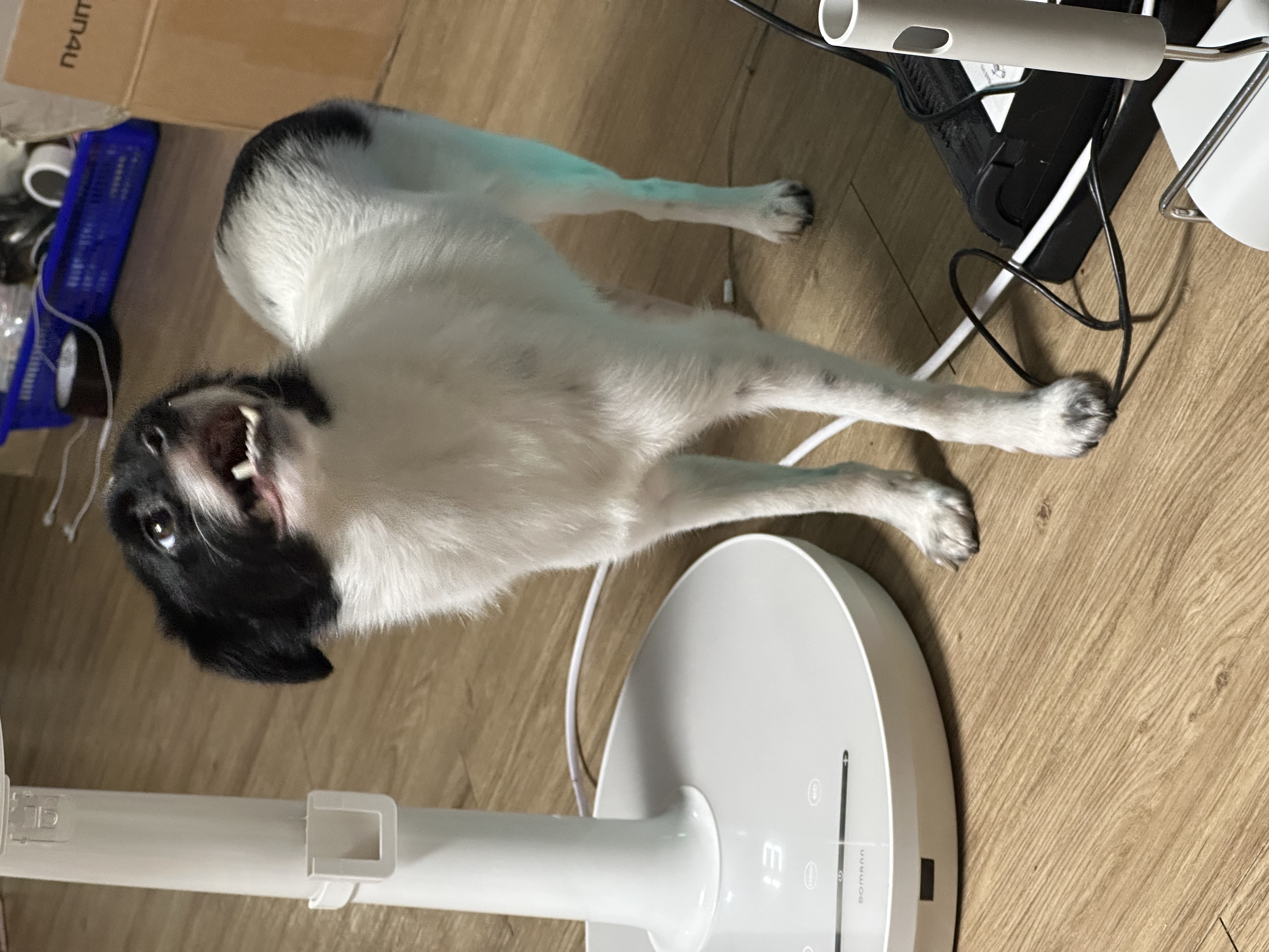 다온이(루루) 6개월 차 :)