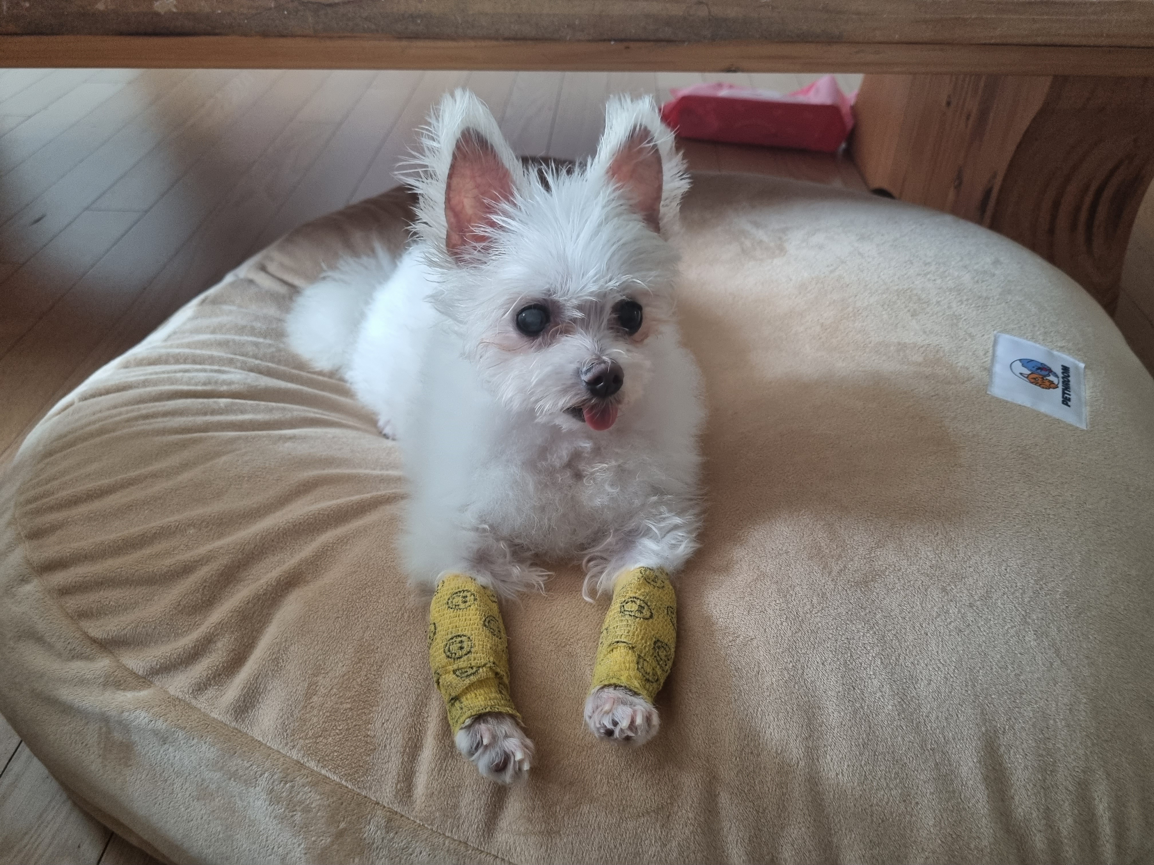 꾸미(익준이)의 8월 한 달 이야기💕