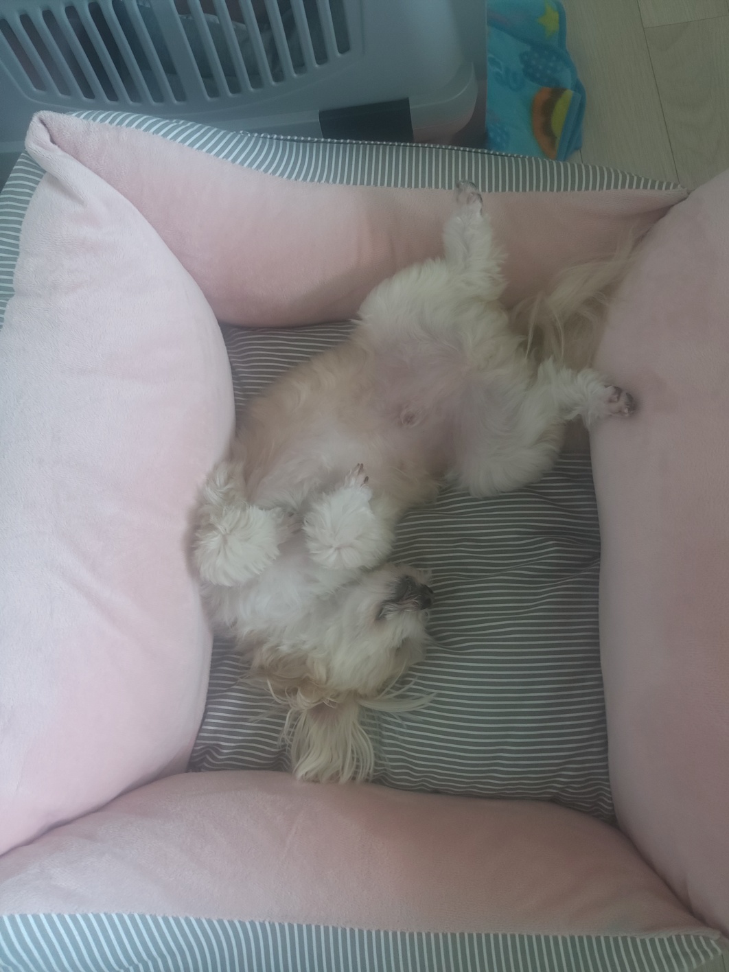 산쵸(오유)와 함께한 1년