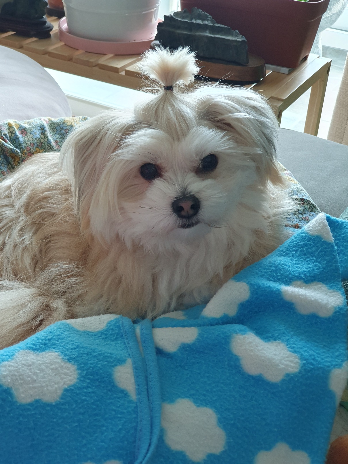 산쵸(오유)와 함께한 1년