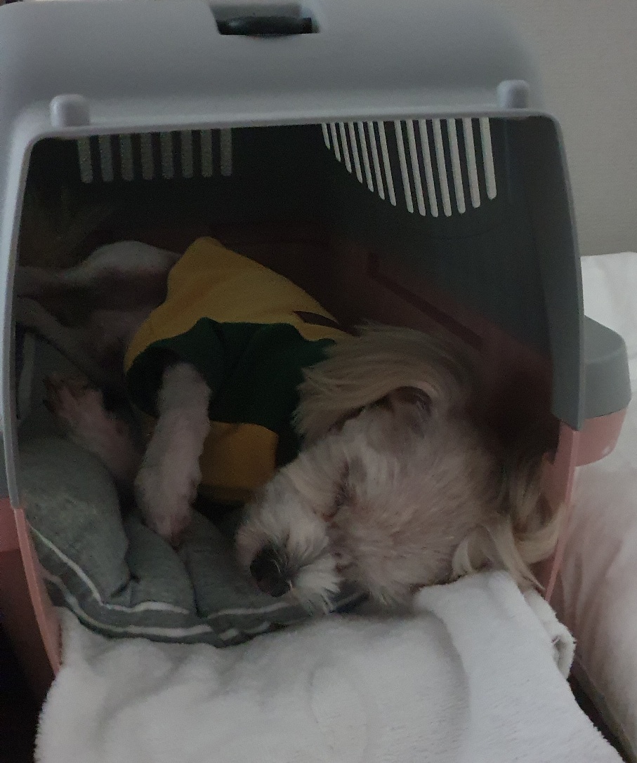 산쵸(오유)와 함께한 1년