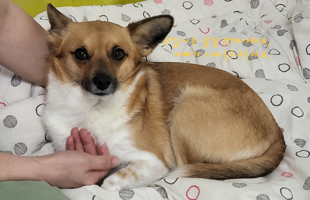 은일(보나)입양 만3년이에요.