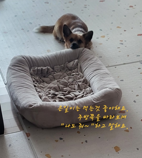 은일(보나)입양 만3년이에요.