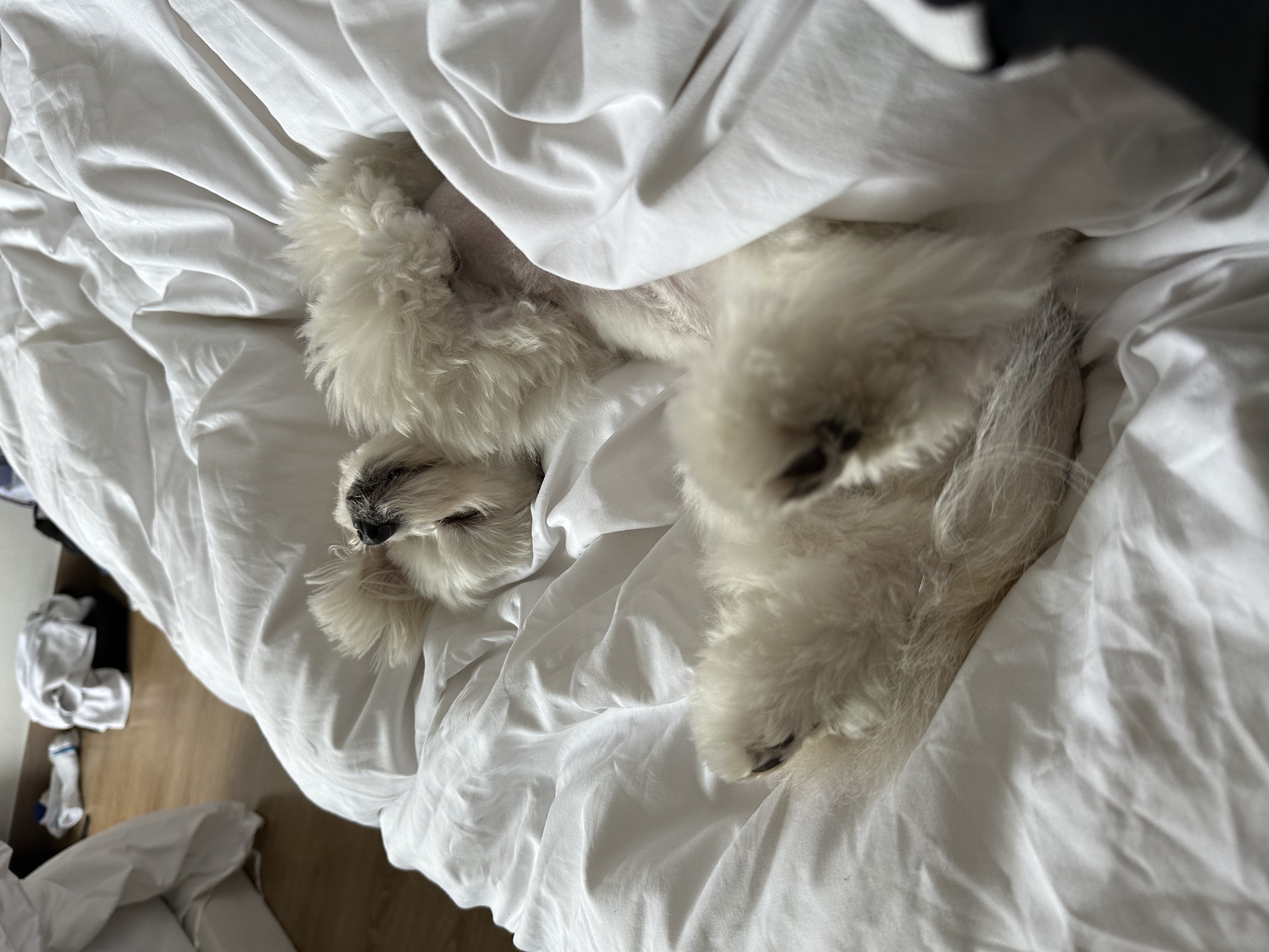 설기(구 오식이)