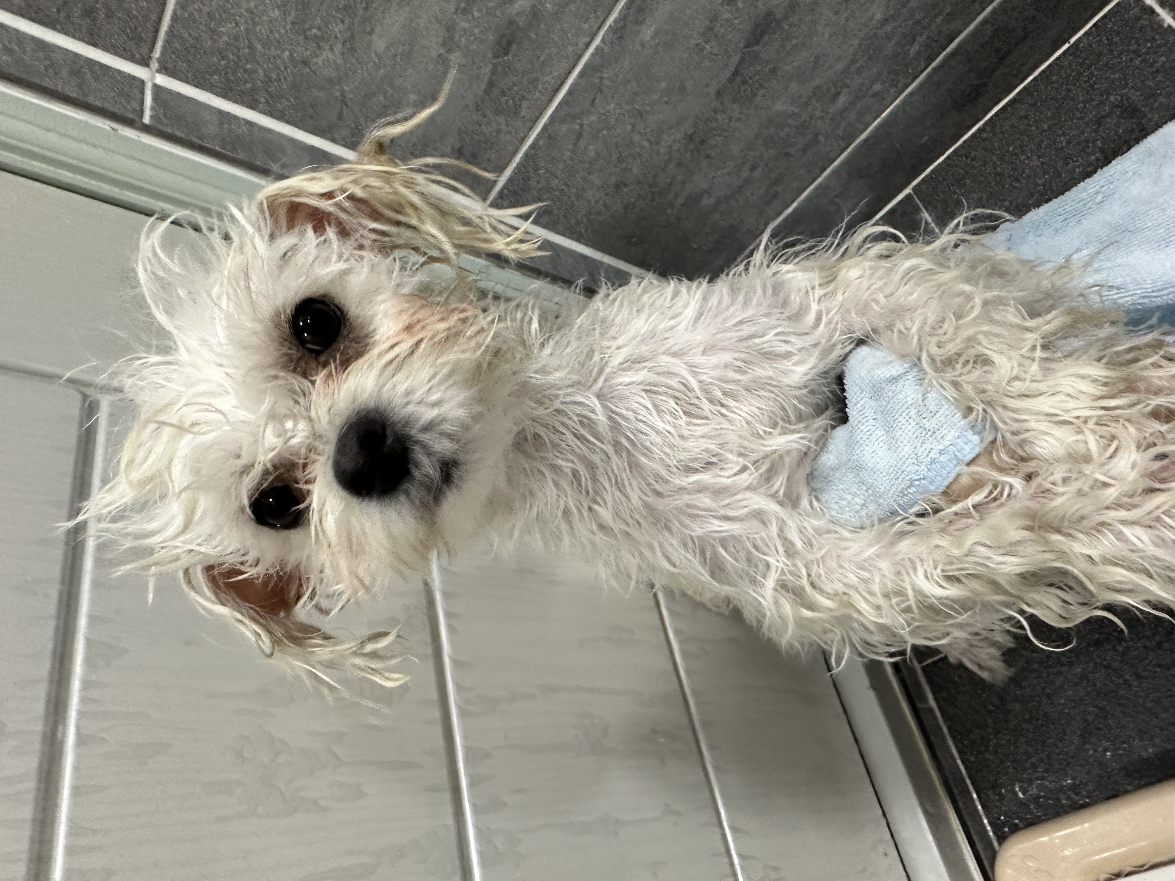 설기(구 오식이)